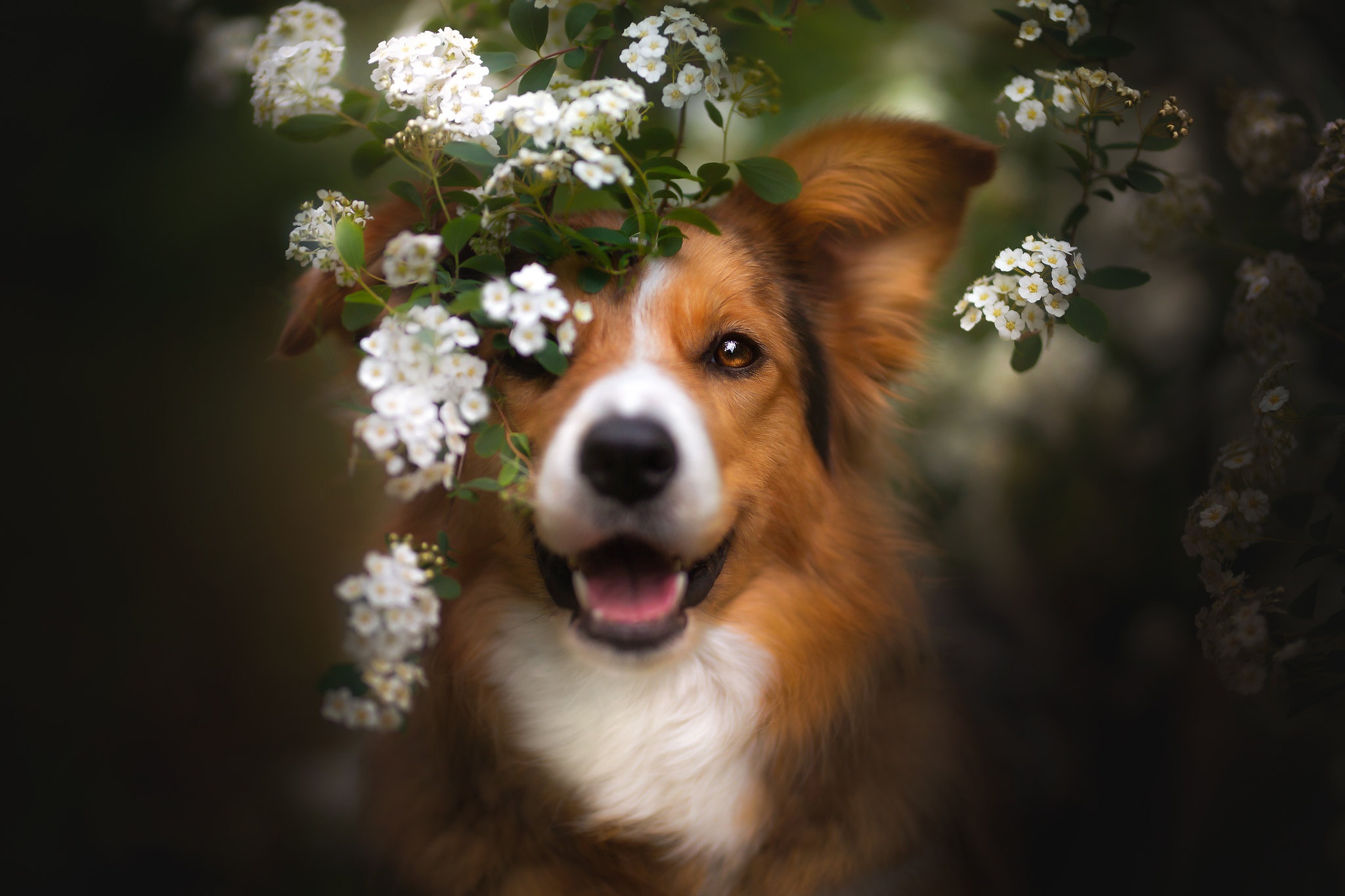 無料モバイル壁紙動物, 犬, ボーダーコリー, 白い花をダウンロードします。