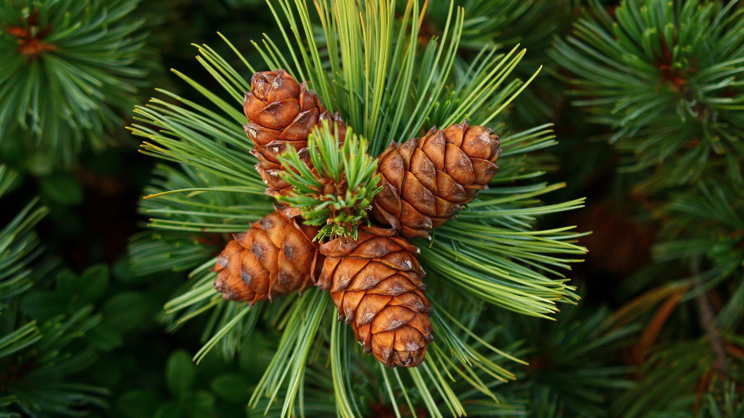 nature, cones, pine, spruce, fir, thorns, prickles for android