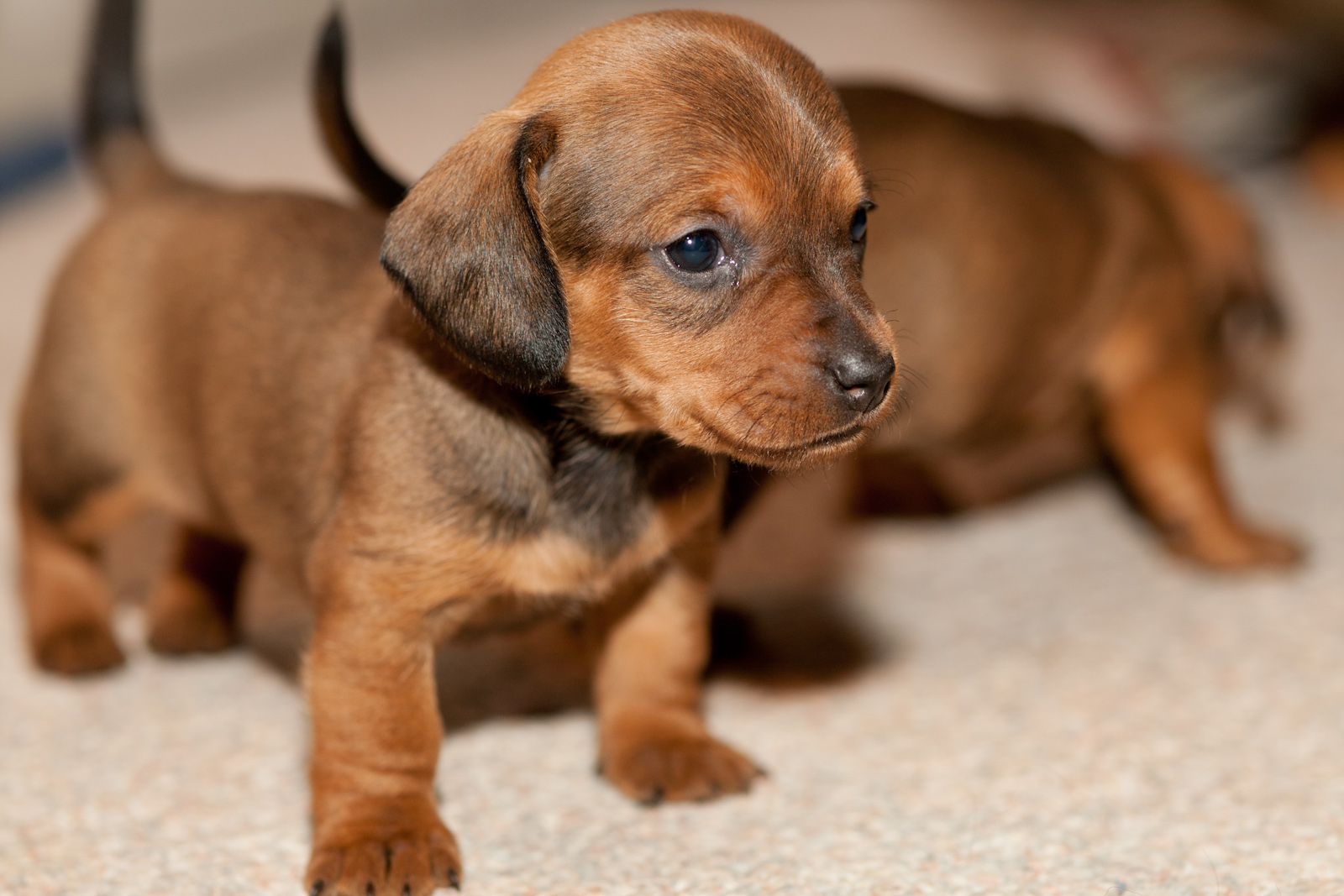 Download mobile wallpaper Dogs, Animal, Puppy, Cute, Dachshund, Baby Animal for free.