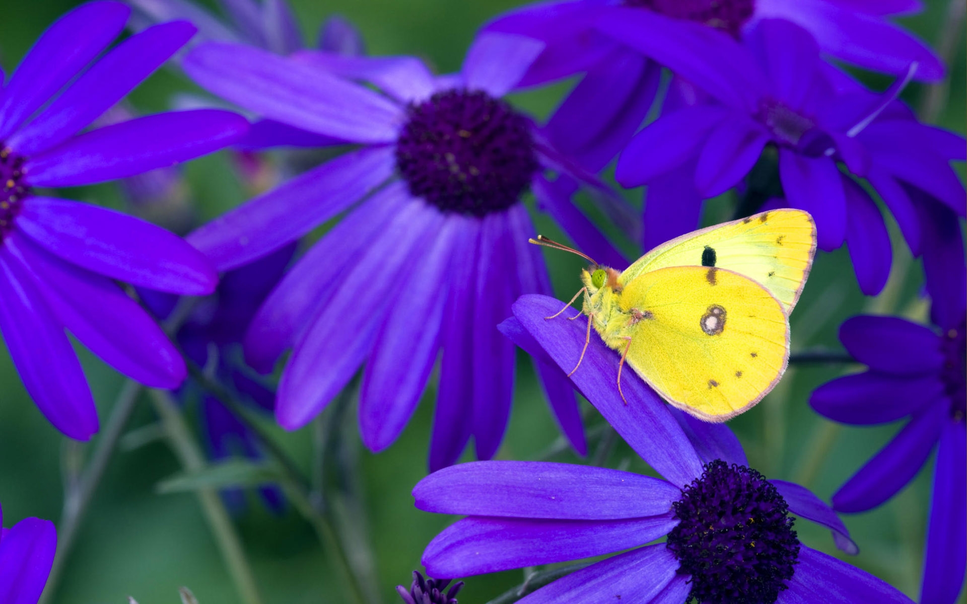 Free download wallpaper Butterfly, Animal on your PC desktop