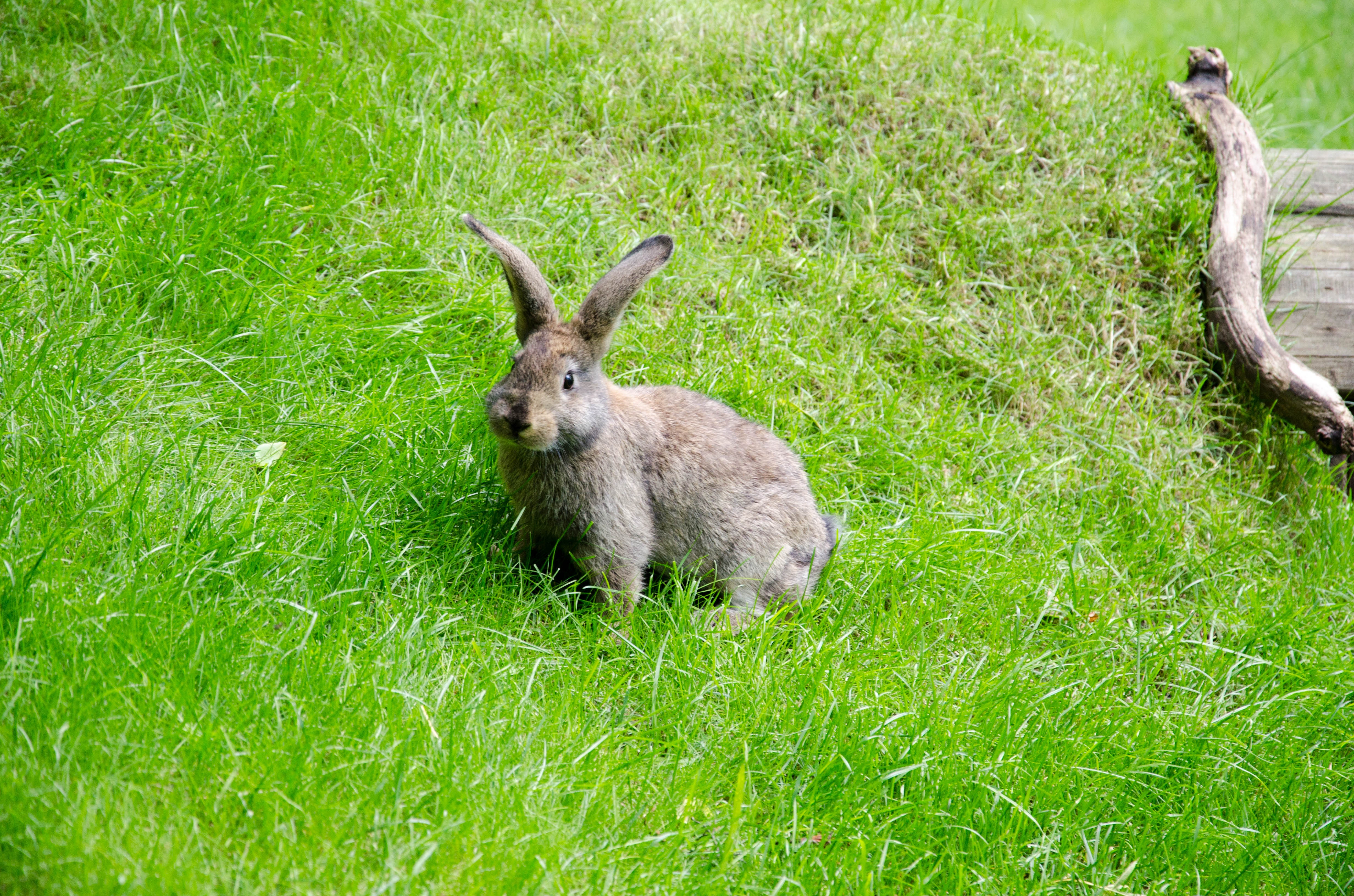 Free download wallpaper Stroll, Hare, Animals, Grass on your PC desktop