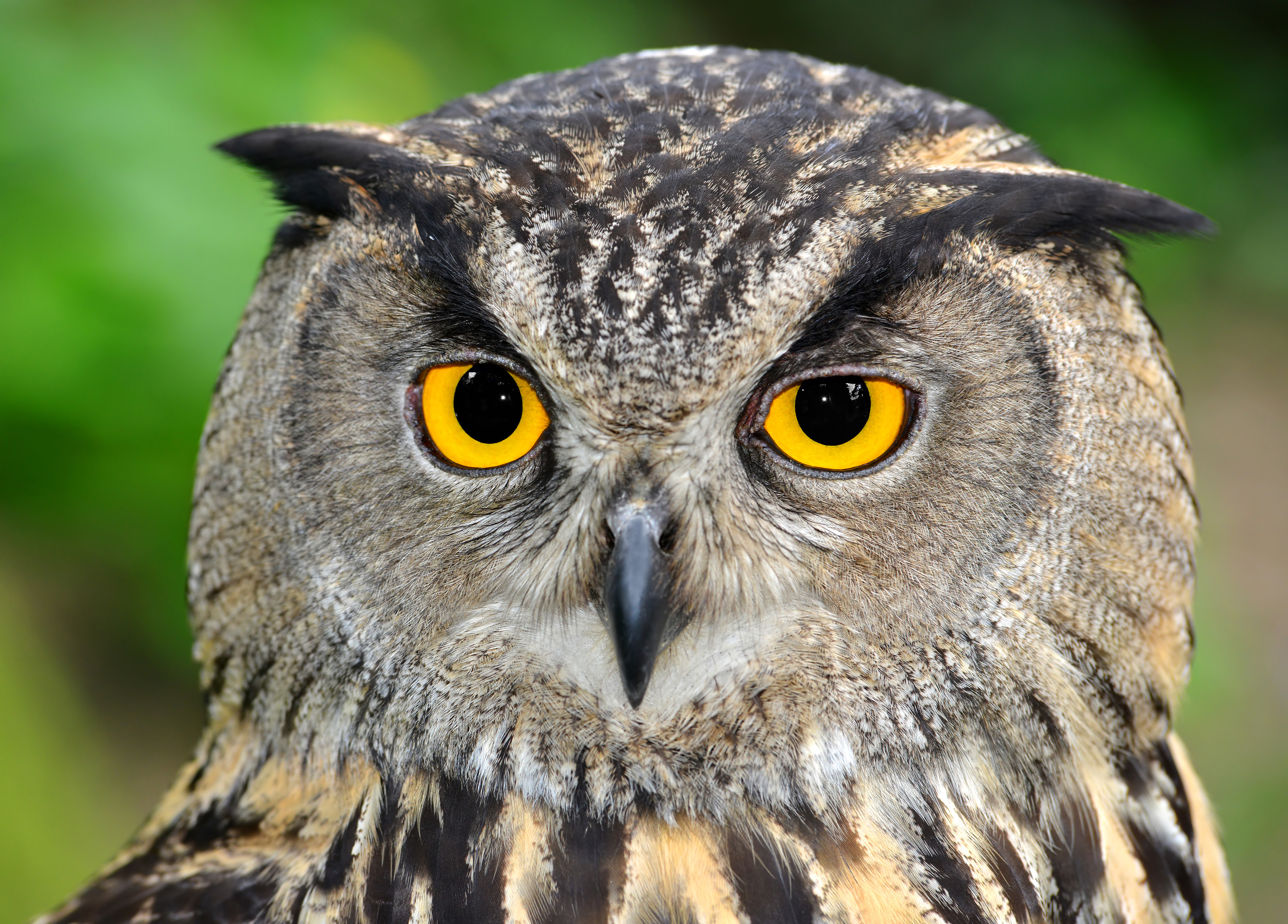 Desktop Backgrounds Owl 
