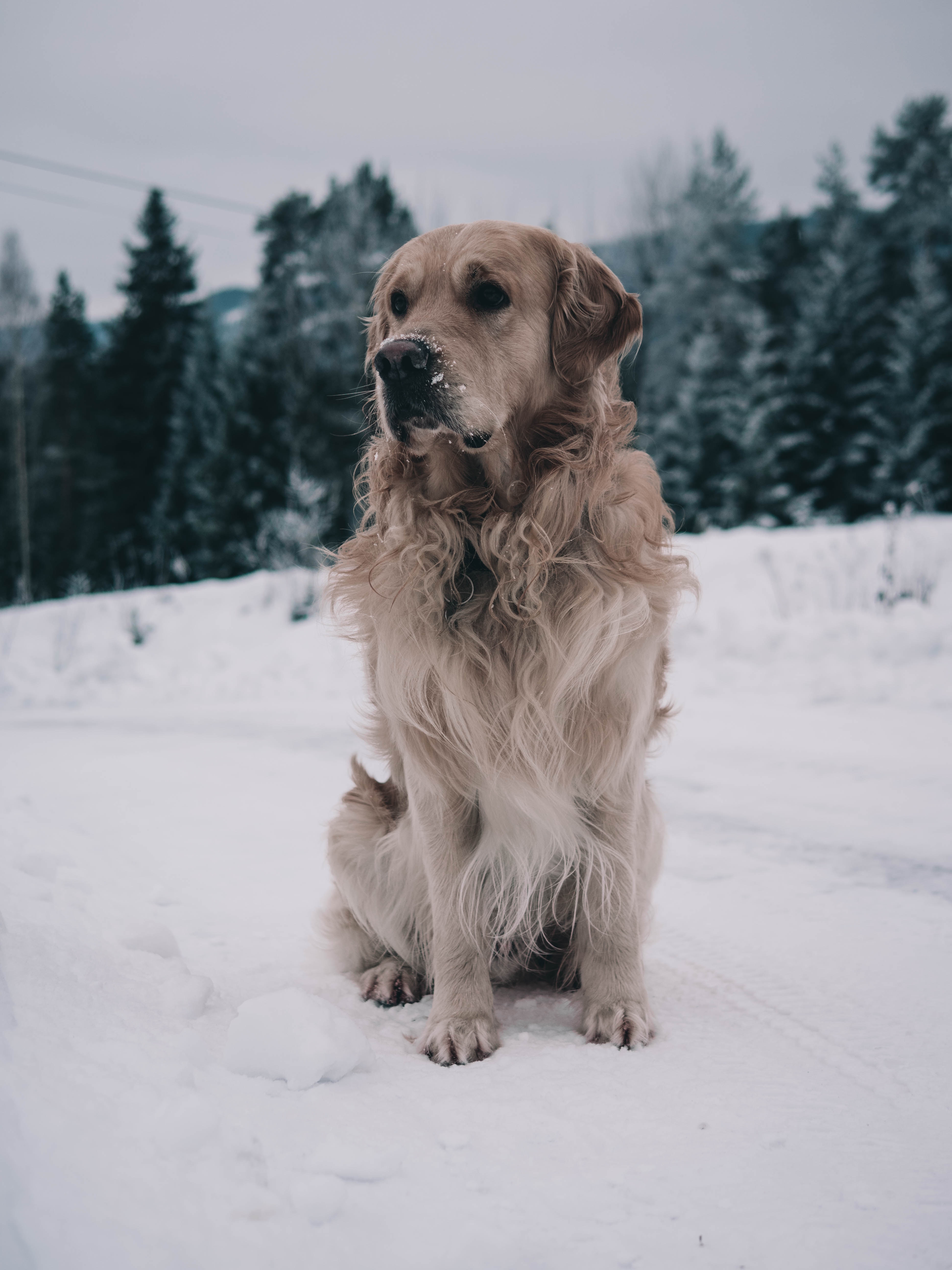 Laden Sie das Schnauze, Labrador, Tiere, Schnee, Hund, Winter-Bild kostenlos auf Ihren PC-Desktop herunter