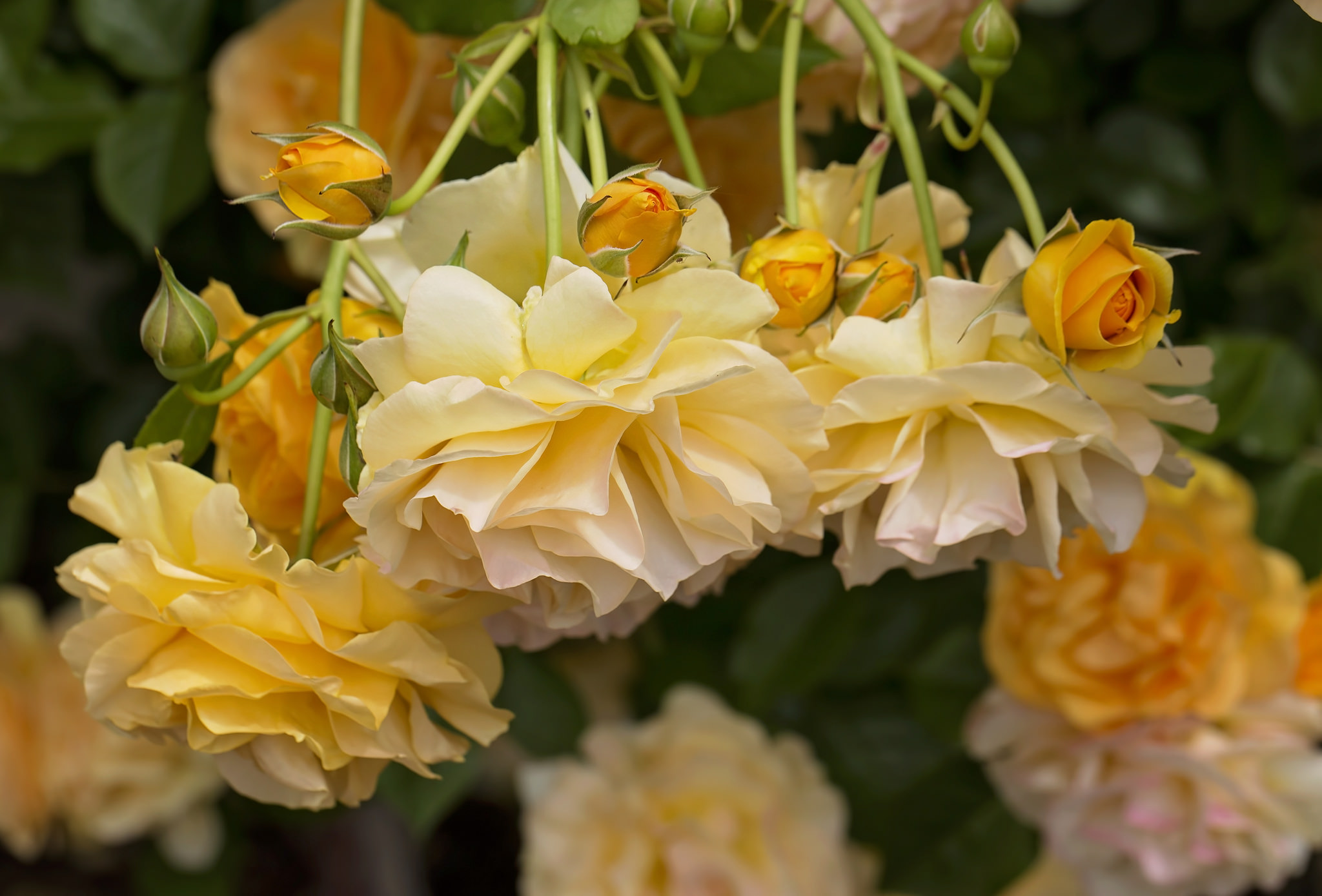 無料モバイル壁紙フラワーズ, 花, 薔薇, 地球, 黄色い花, バラのつぼみをダウンロードします。