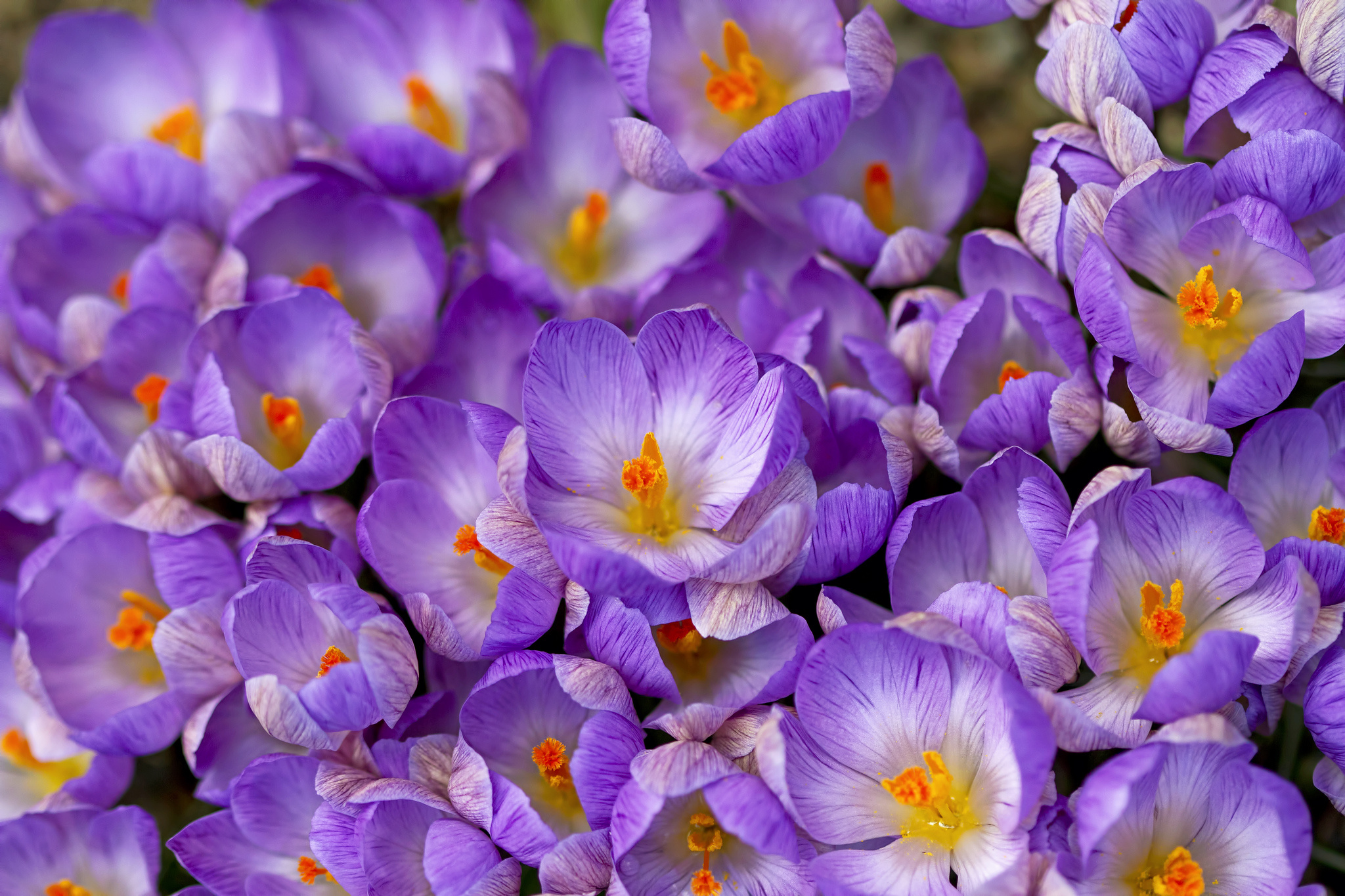 Baixe gratuitamente a imagem Flores, Flor, Primavera, Açafrão, Terra/natureza na área de trabalho do seu PC