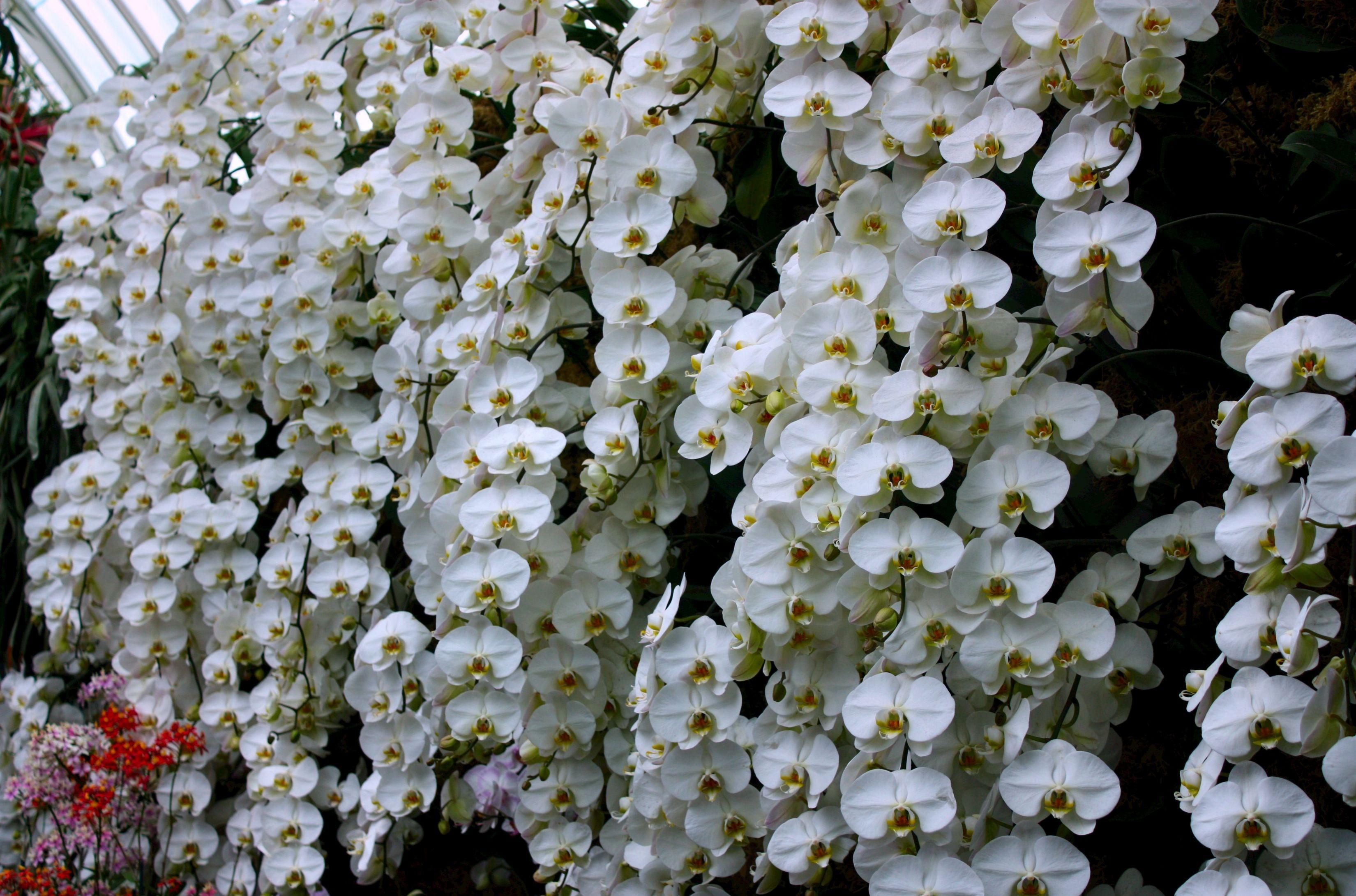 140133 descargar fondo de pantalla flores, pared, blanco como la nieve, orquídea, invernadero, blancanieves: protectores de pantalla e imágenes gratis