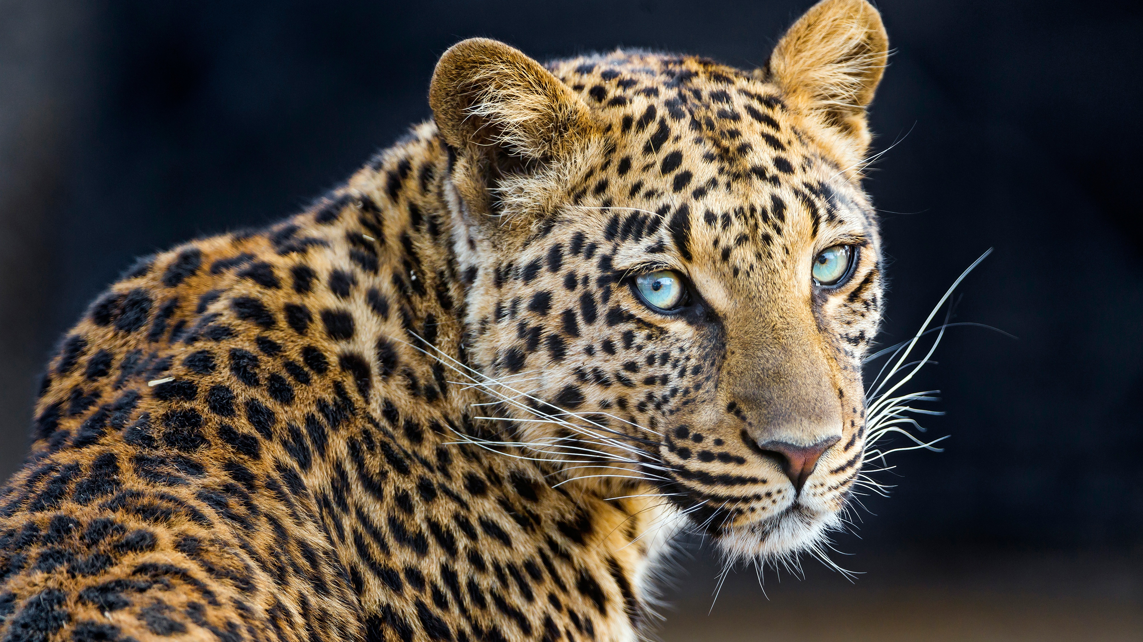 Descarga gratuita de fondo de pantalla para móvil de Leopardo, Gatos, Animales.