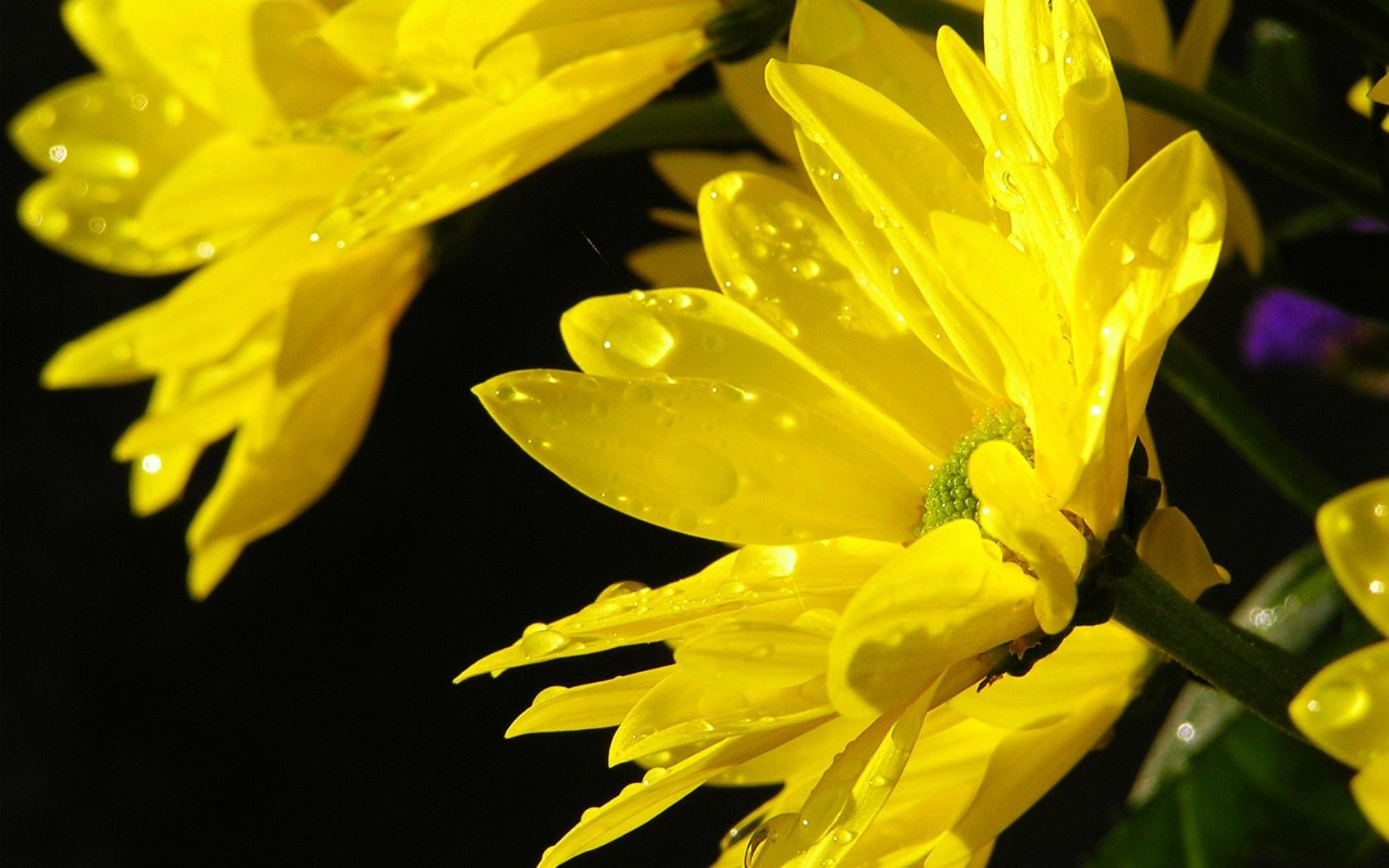 Free download wallpaper Flowers, Water, Sun, Chrysanthemum, Macro, Drops on your PC desktop