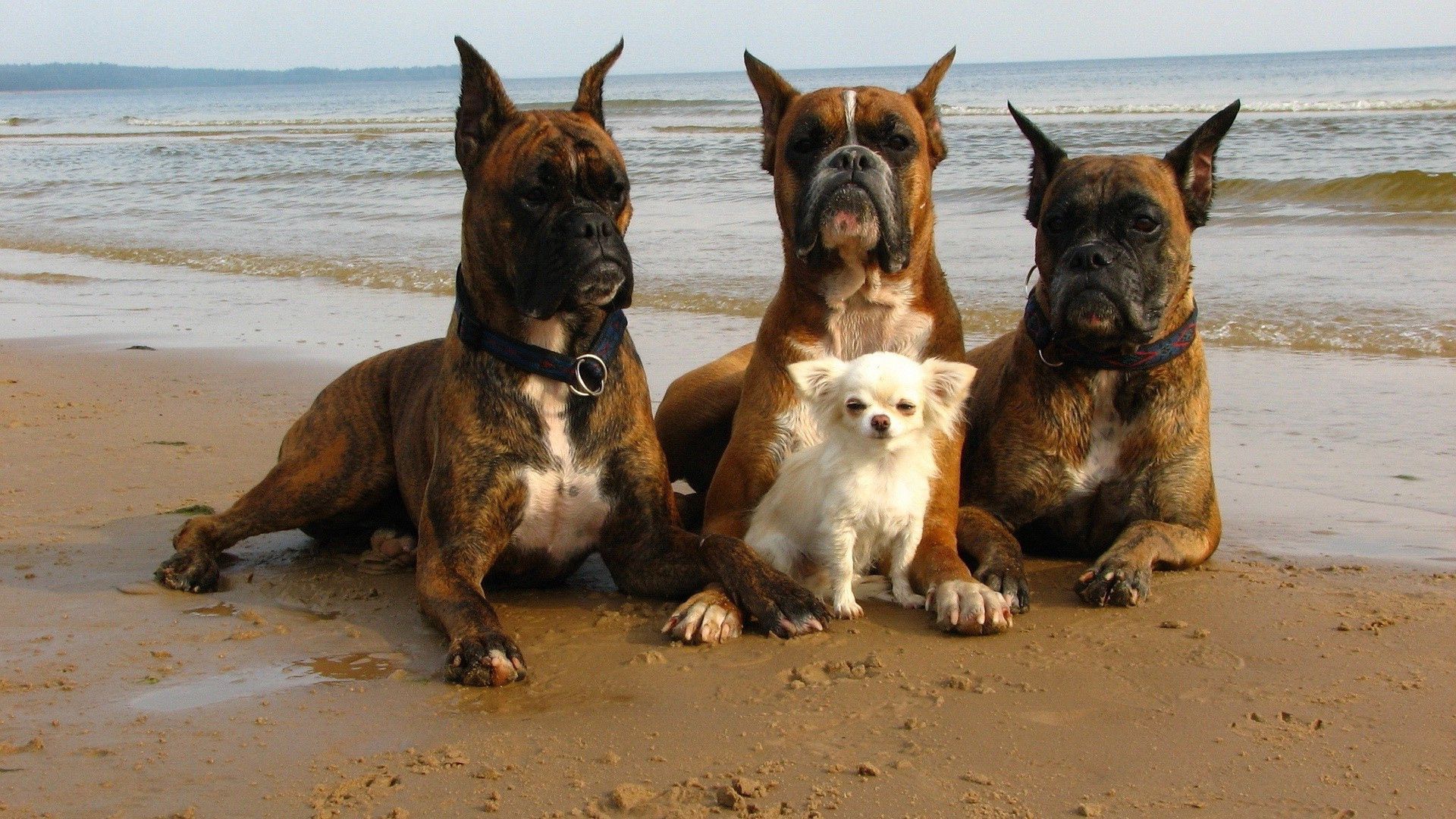 119374 скачать картинку забота, собаки, животные, пляж, защита - обои и заставки бесплатно