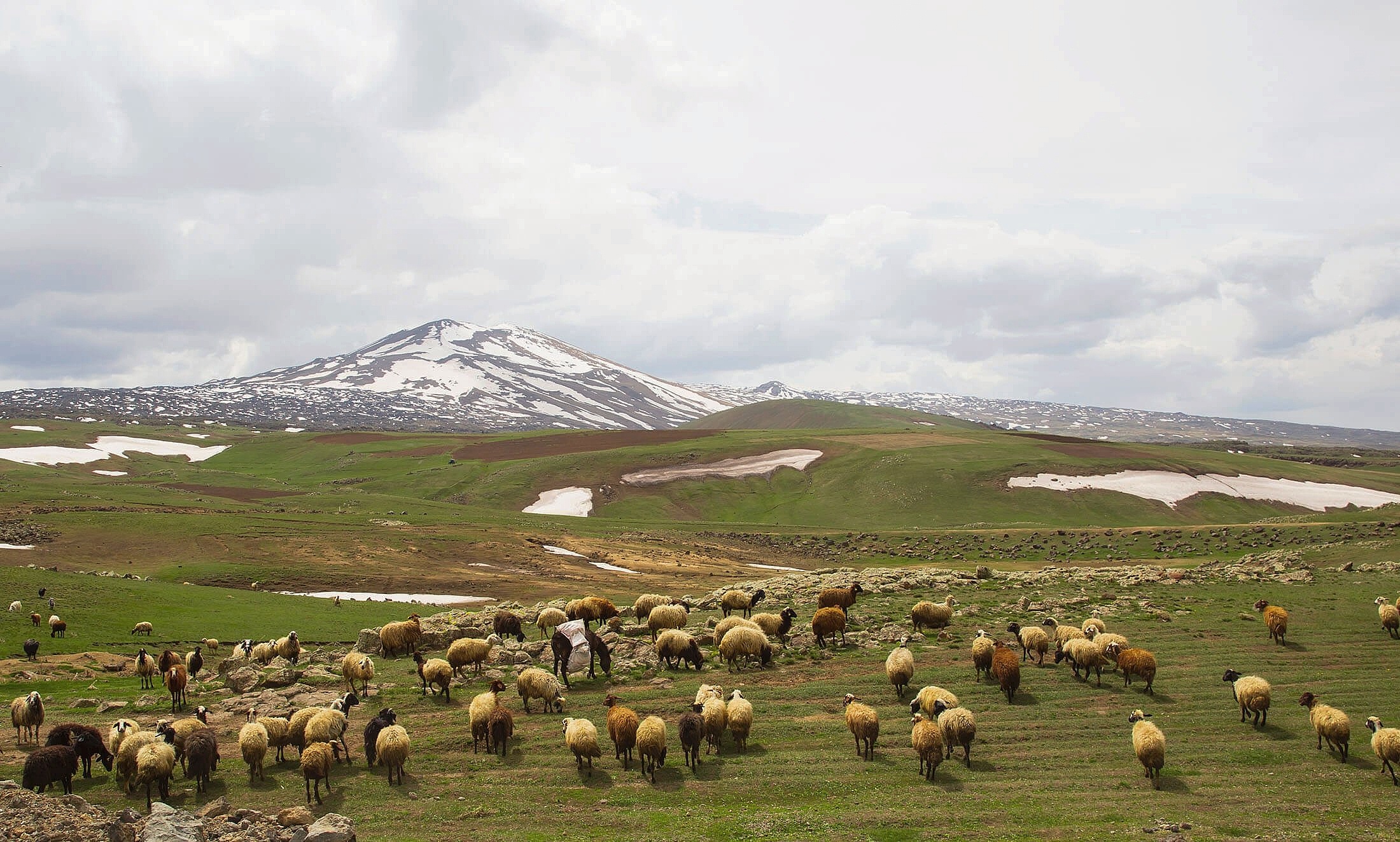 無料モバイル壁紙動物, 丘, 牧草地, 羊をダウンロードします。