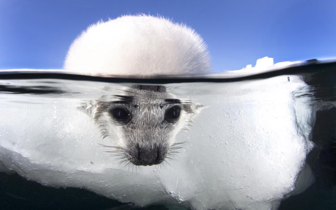 Laden Sie das Tiere, Seehund-Bild kostenlos auf Ihren PC-Desktop herunter