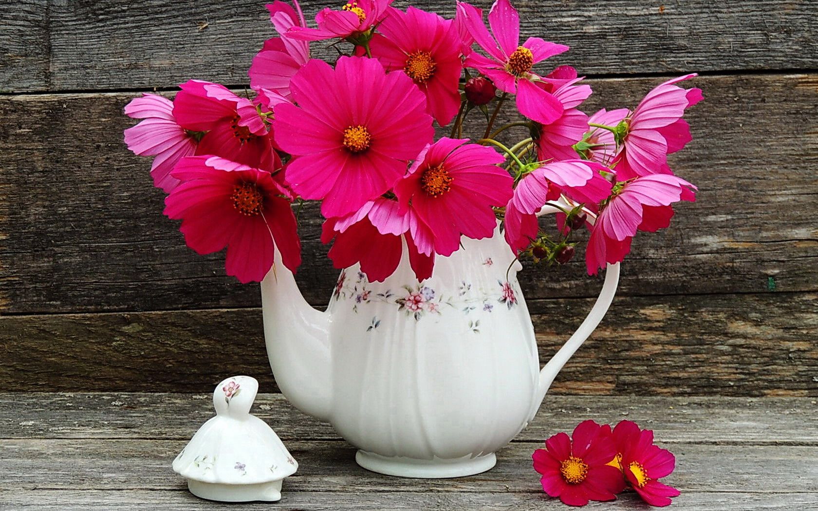 Download mobile wallpaper Still Life, Flower, Cosmos, Photography, Pink Flower, Pitcher for free.