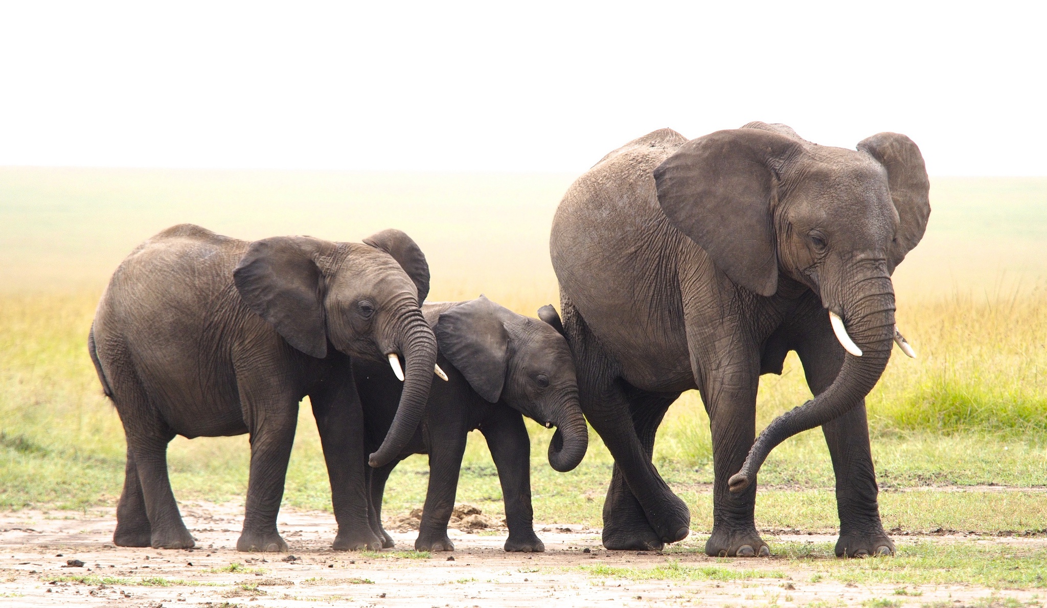 Завантажити шпалери безкоштовно Слони, Тварина, Дитинча Тварини, Африканський Чагарниковий Слон картинка на робочий стіл ПК
