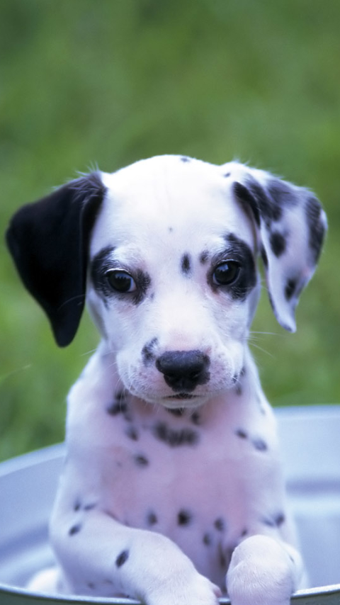 Download mobile wallpaper Dogs, Dog, Animal, Puppy, Dalmatian, Cute for free.