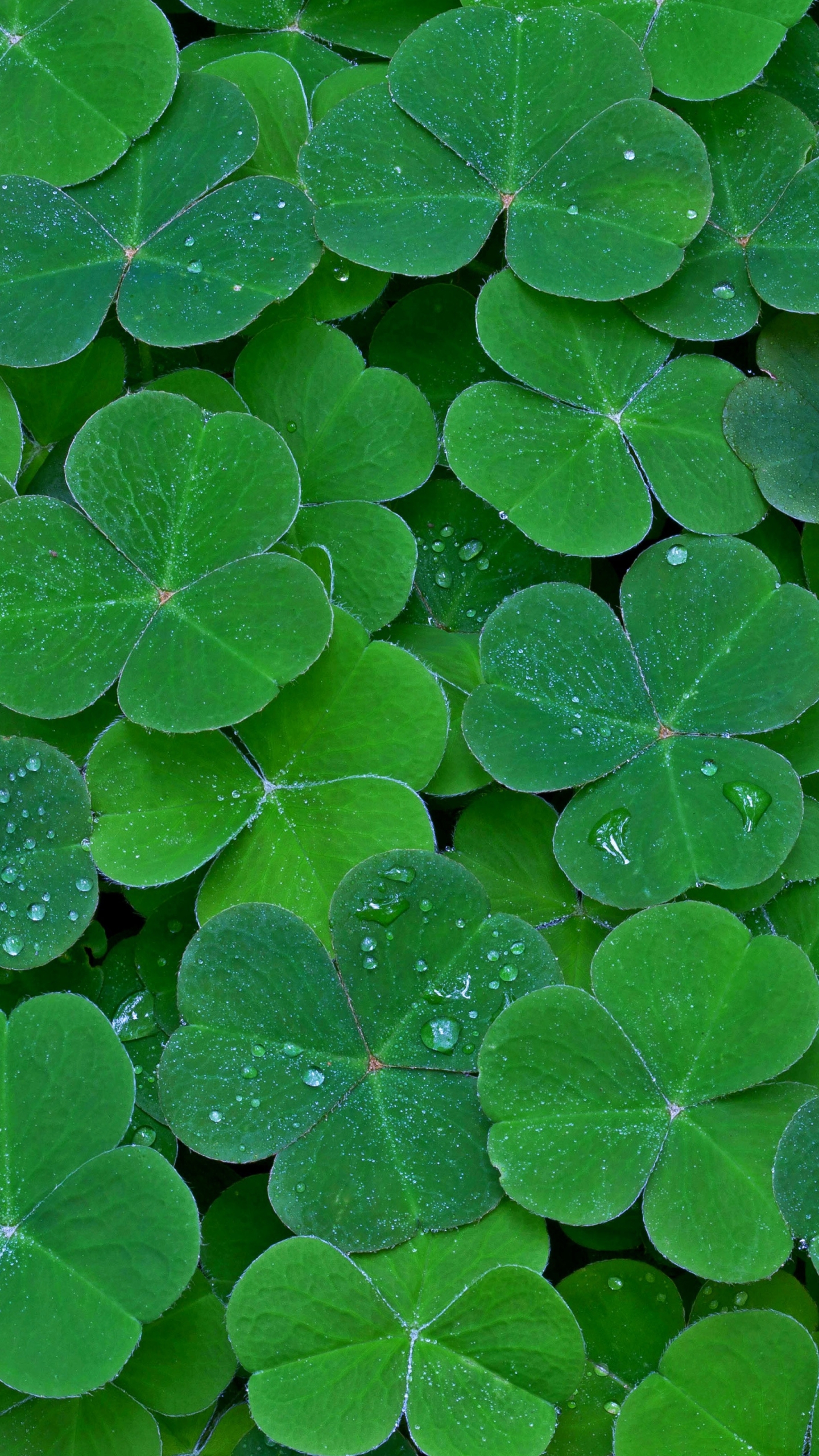Download mobile wallpaper Plant, Leaf, Earth, Clover, Greenery for free.