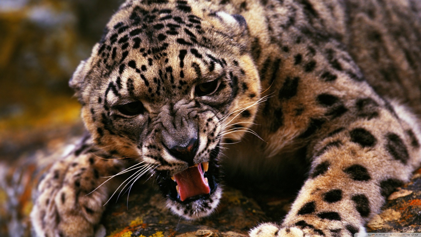 Baixe gratuitamente a imagem Animais, Gatos, Leopardo Das Neves na área de trabalho do seu PC