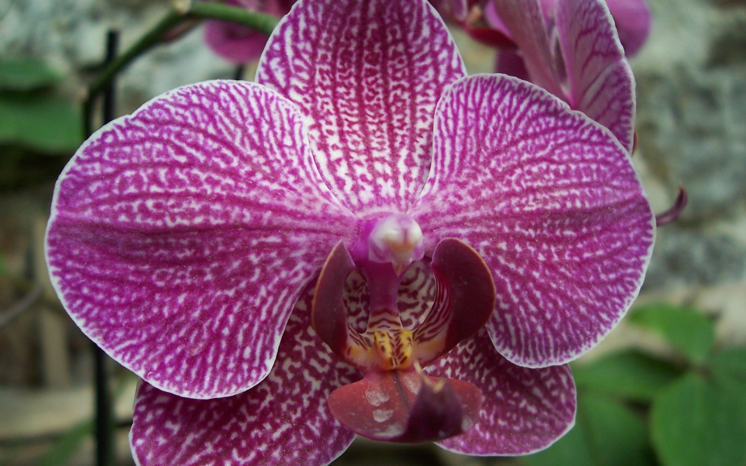 Free download wallpaper Flowers, Earth, Orchid on your PC desktop