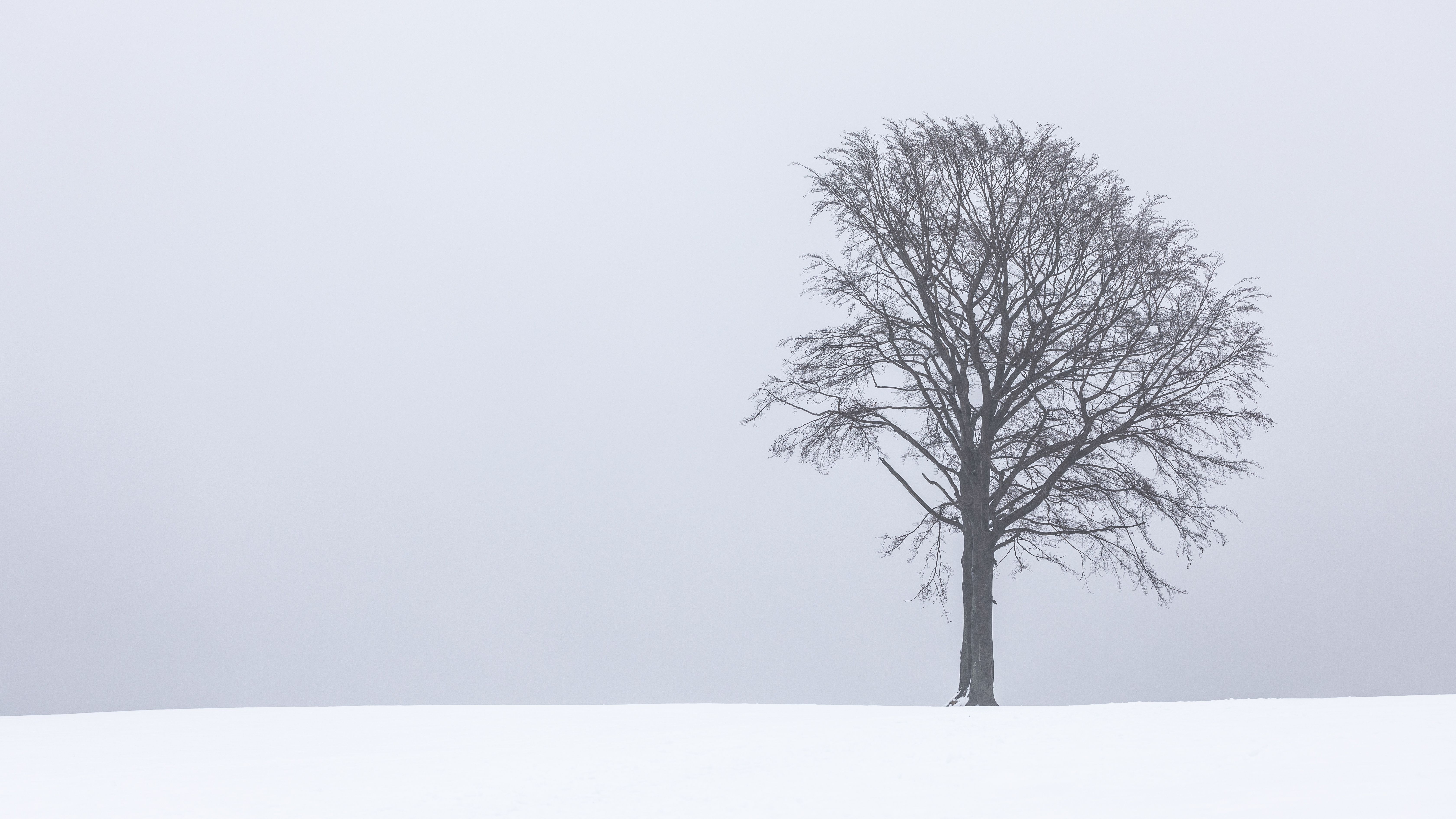Скачать обои бесплатно Дерево, Снег, Зима, Чб, Минимализм картинка на рабочий стол ПК