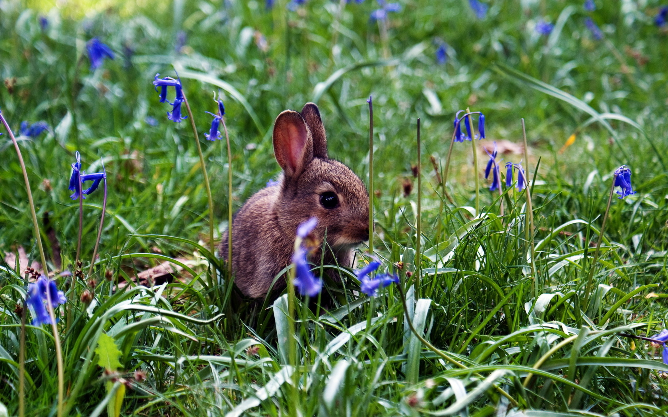 Laden Sie das Tiere, Hase-Bild kostenlos auf Ihren PC-Desktop herunter