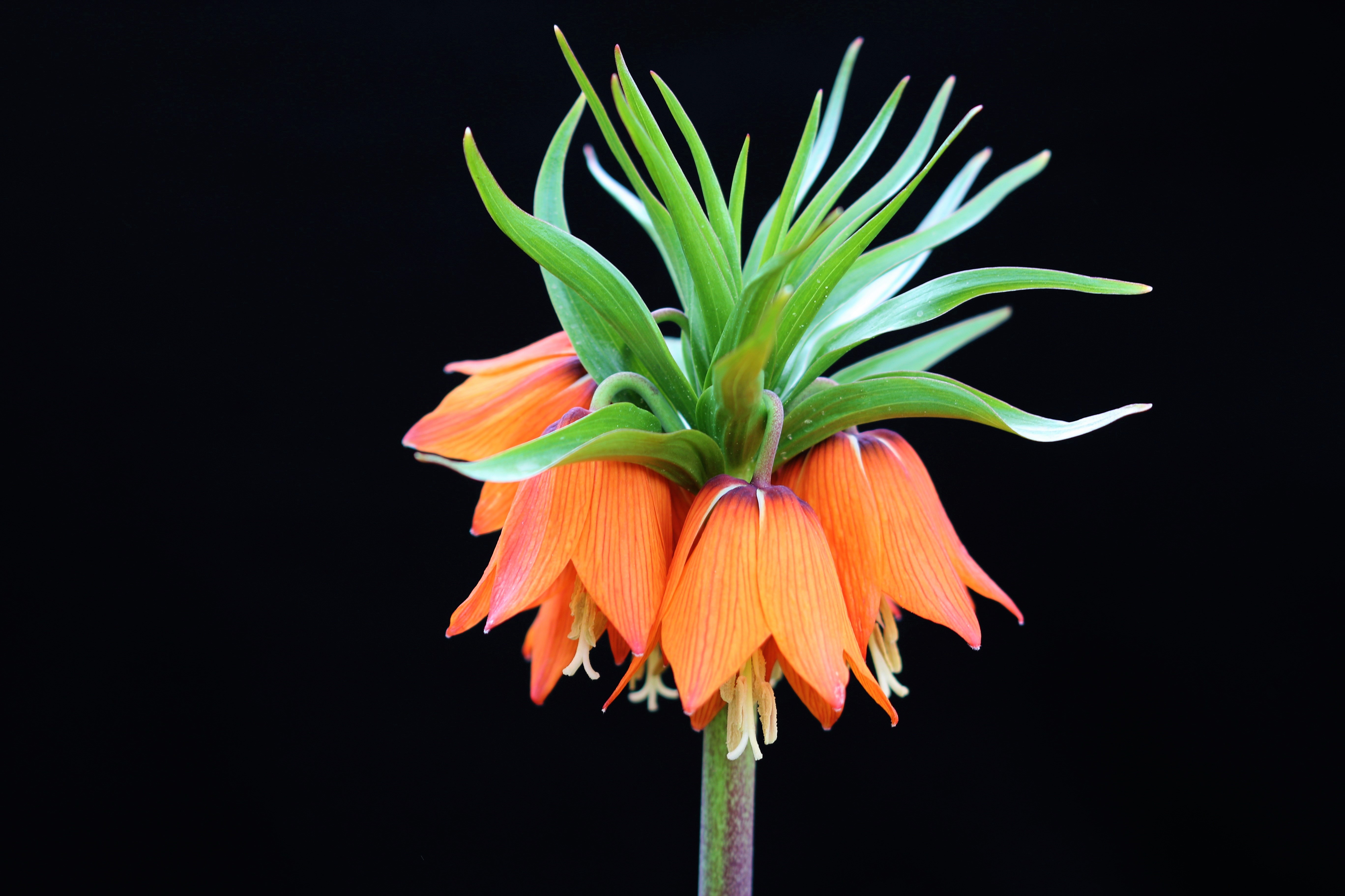 Free download wallpaper Flowers, Flower, Earth, Orange Flower on your PC desktop