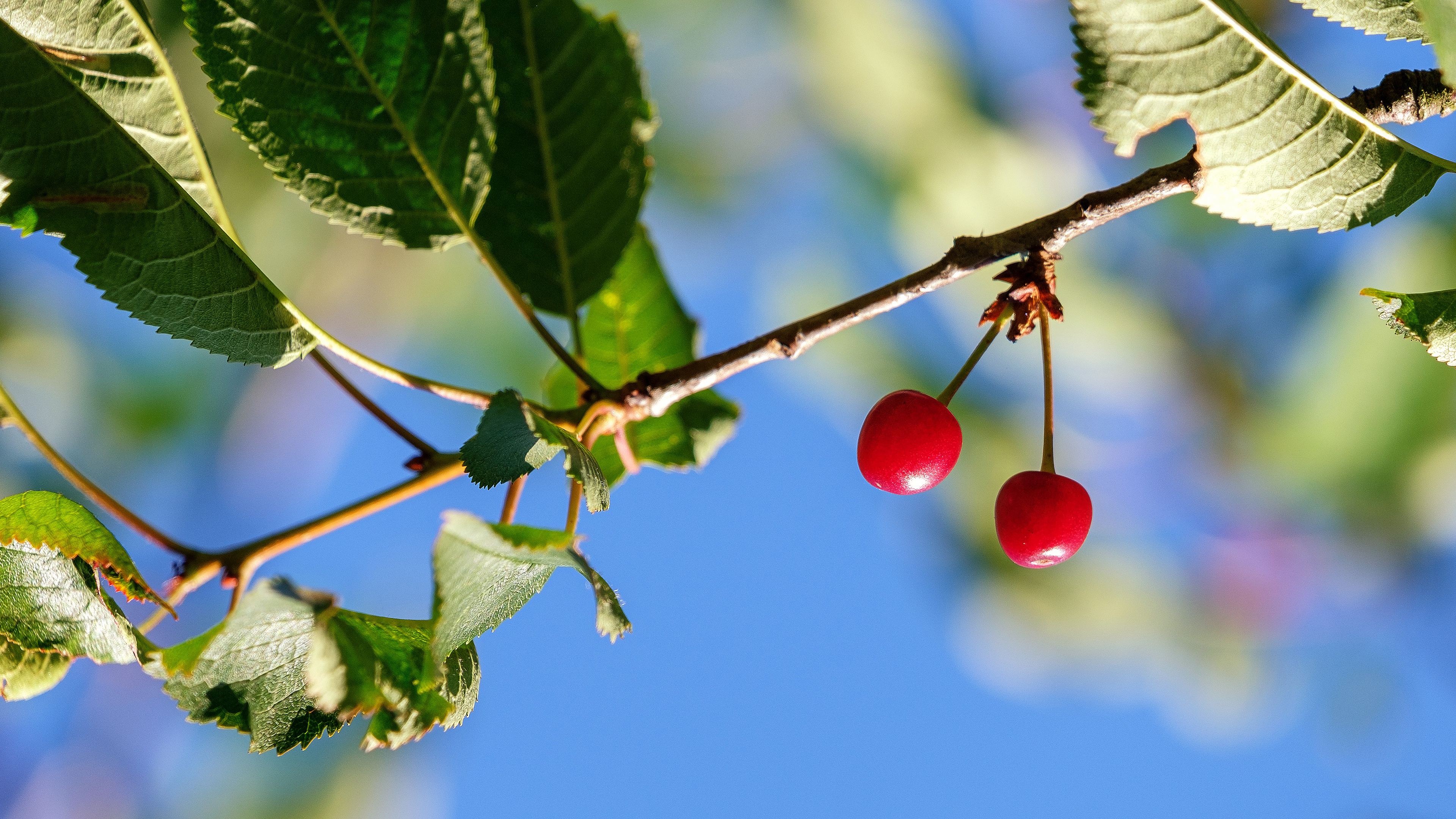 Download mobile wallpaper Fruits, Food, Cherry, Branch for free.