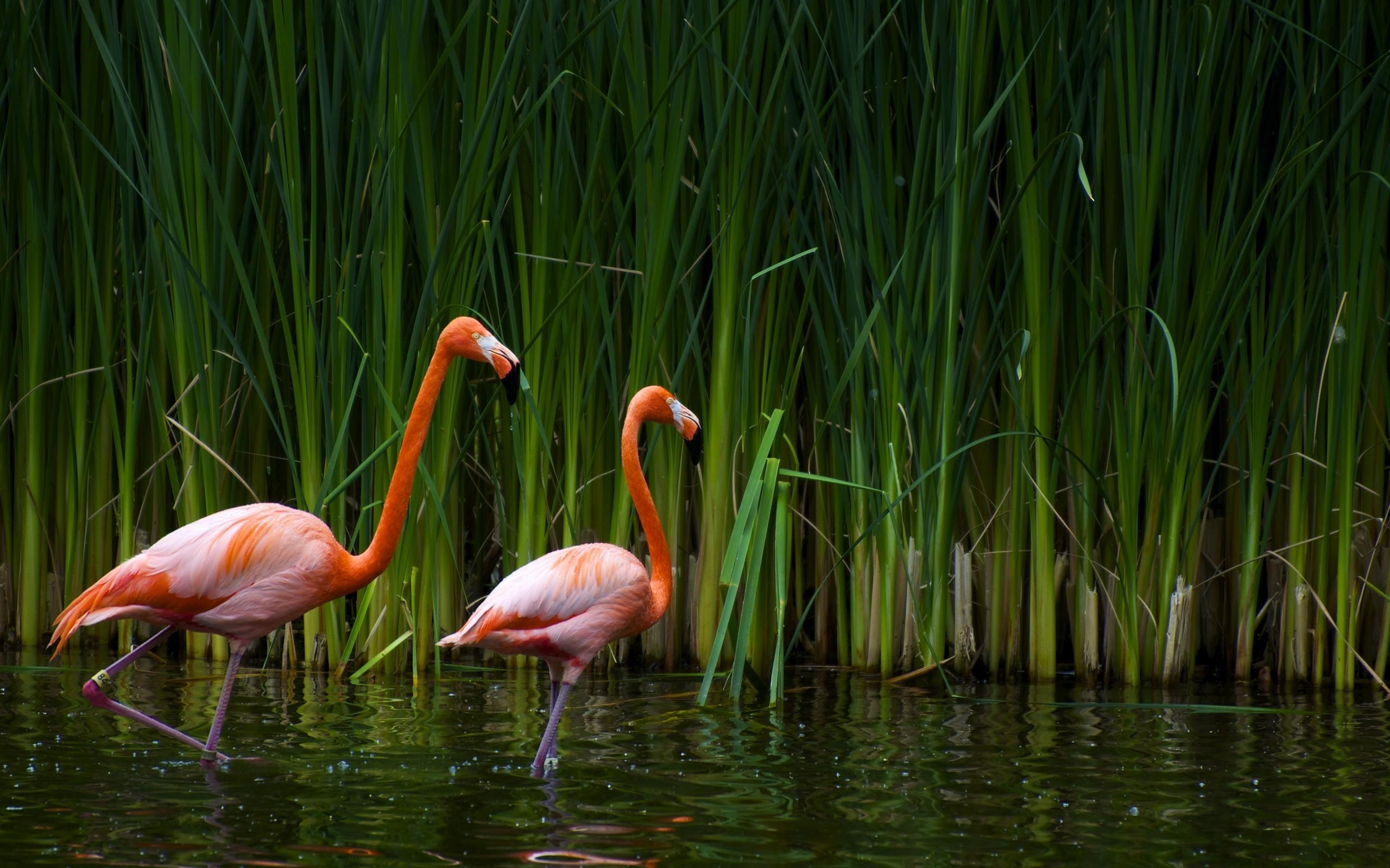 flamingo, birds, animals, black