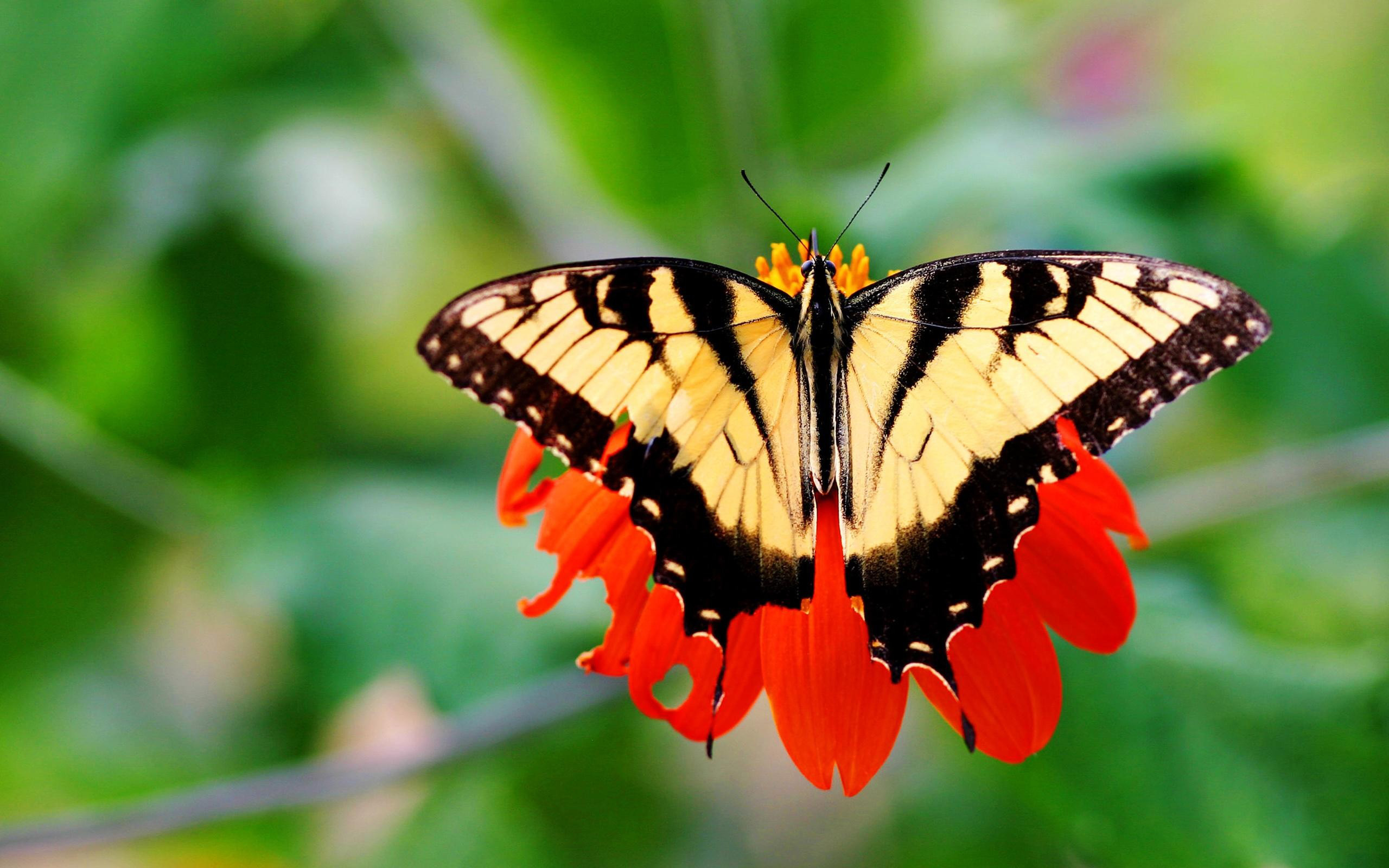 Free download wallpaper Butterfly, Animal on your PC desktop