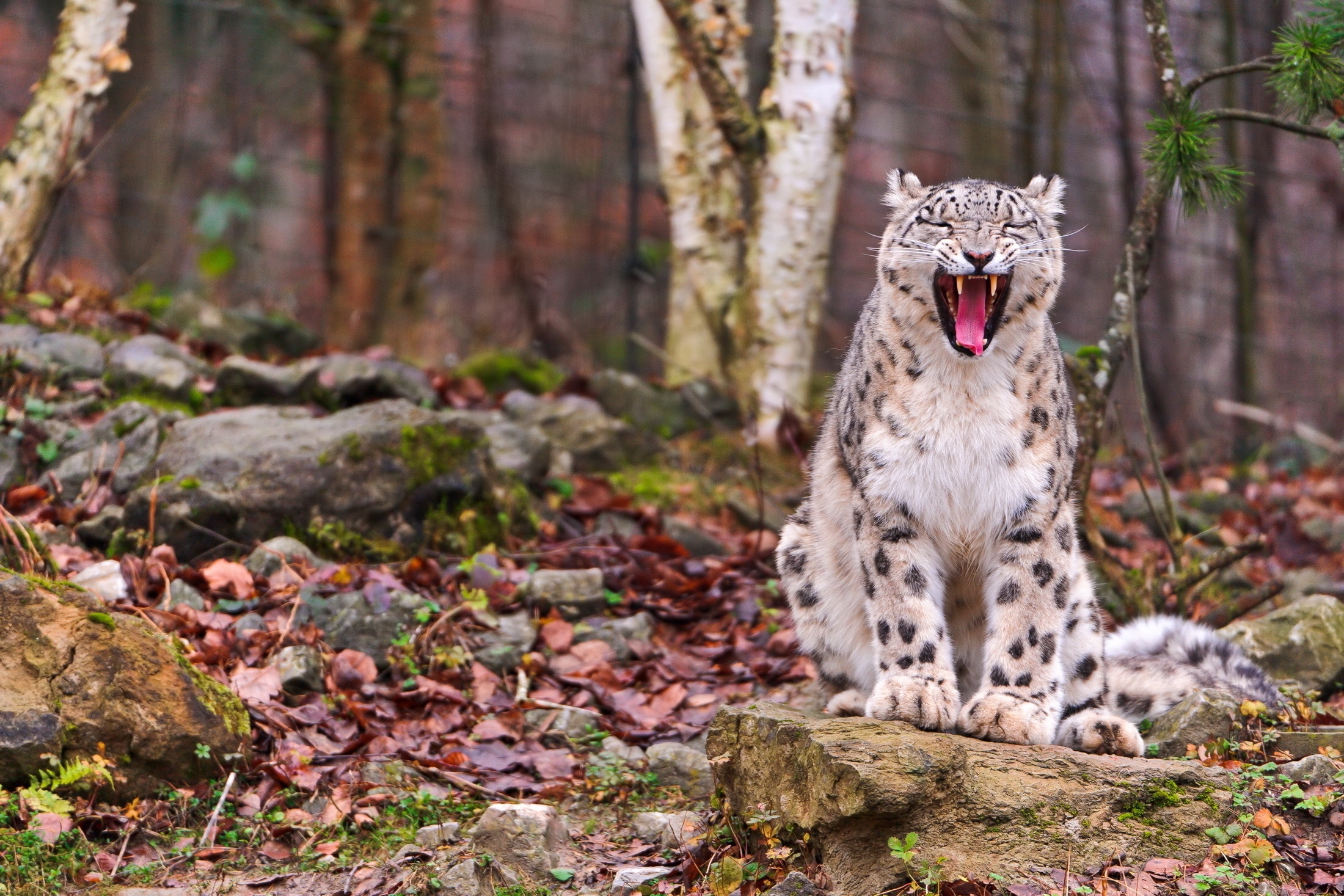 Free download wallpaper Animals, Snow Leopard, Forest, Grin, Muzzle, Autumn, Predator, Leaves on your PC desktop