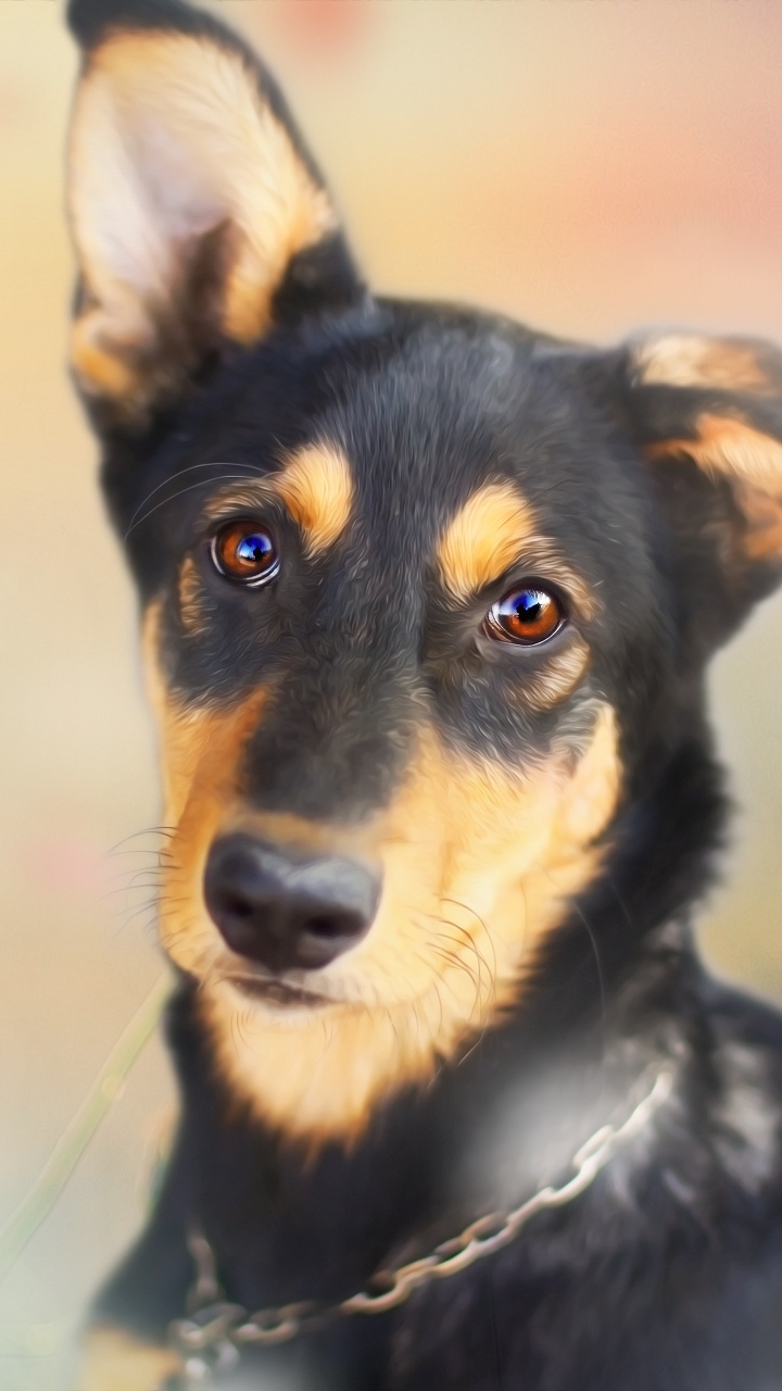 Téléchargez des papiers peints mobile Animaux, Chiens, Chien, Chiot gratuitement.