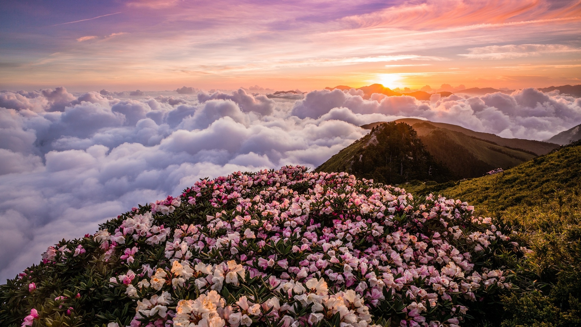 Descarga gratis la imagen Flores, Horizonte, Montaña, Flor, Primavera, Nube, Tierra/naturaleza en el escritorio de tu PC