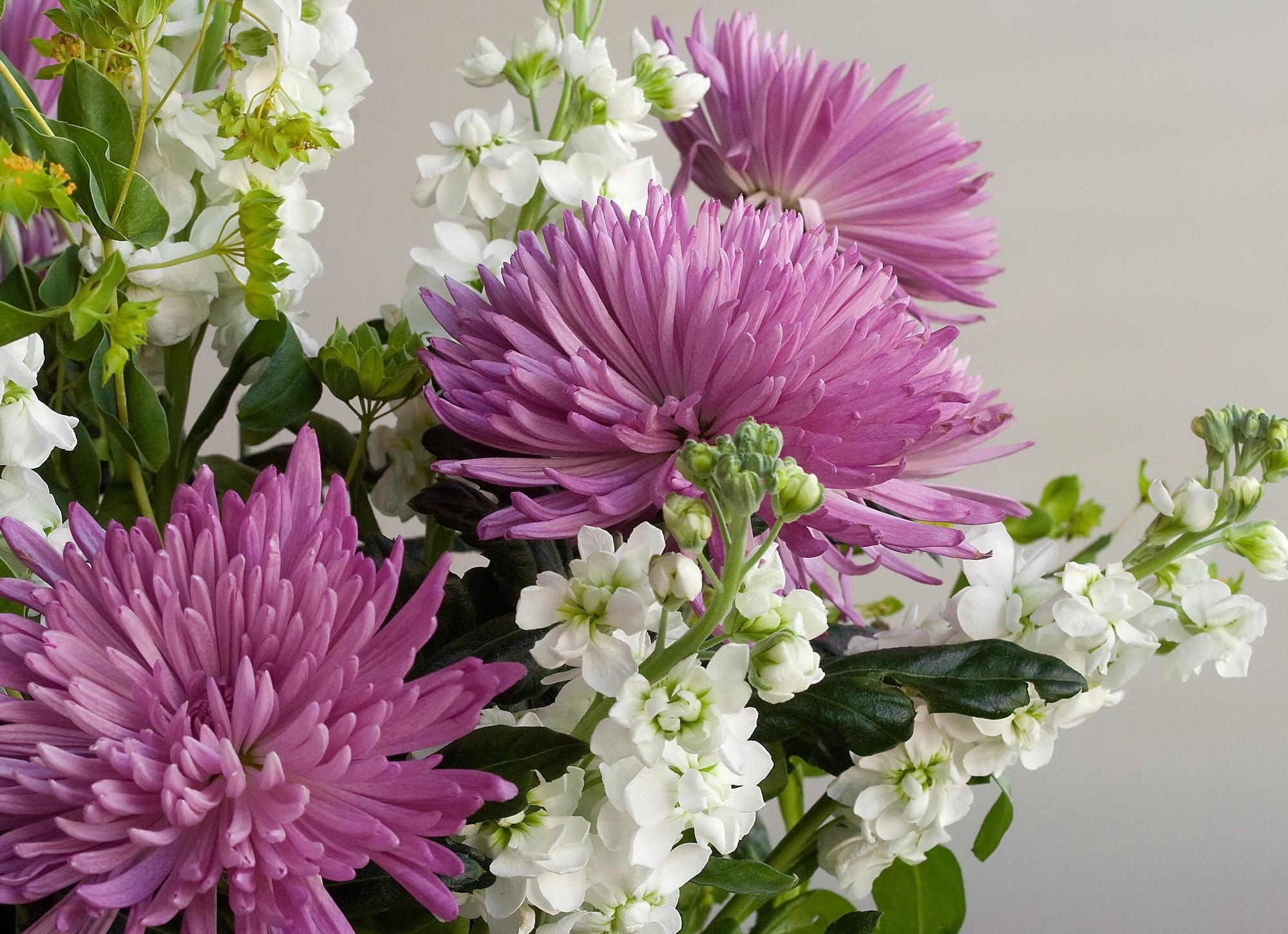 Descarga gratis la imagen Flores, Crisantemo, De Cerca, Ramo, Primer Plano en el escritorio de tu PC