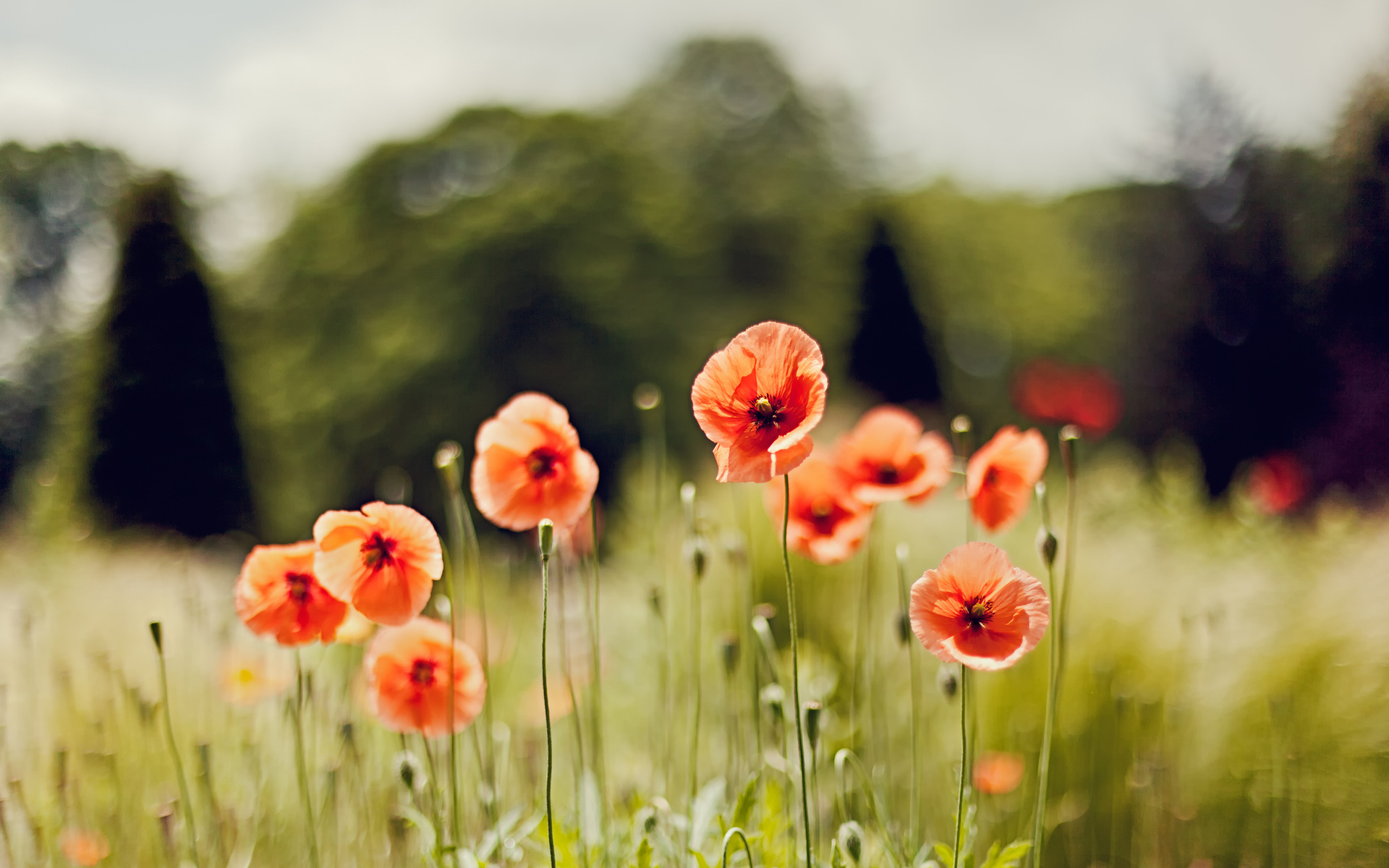 Free download wallpaper Earth, Poppy on your PC desktop