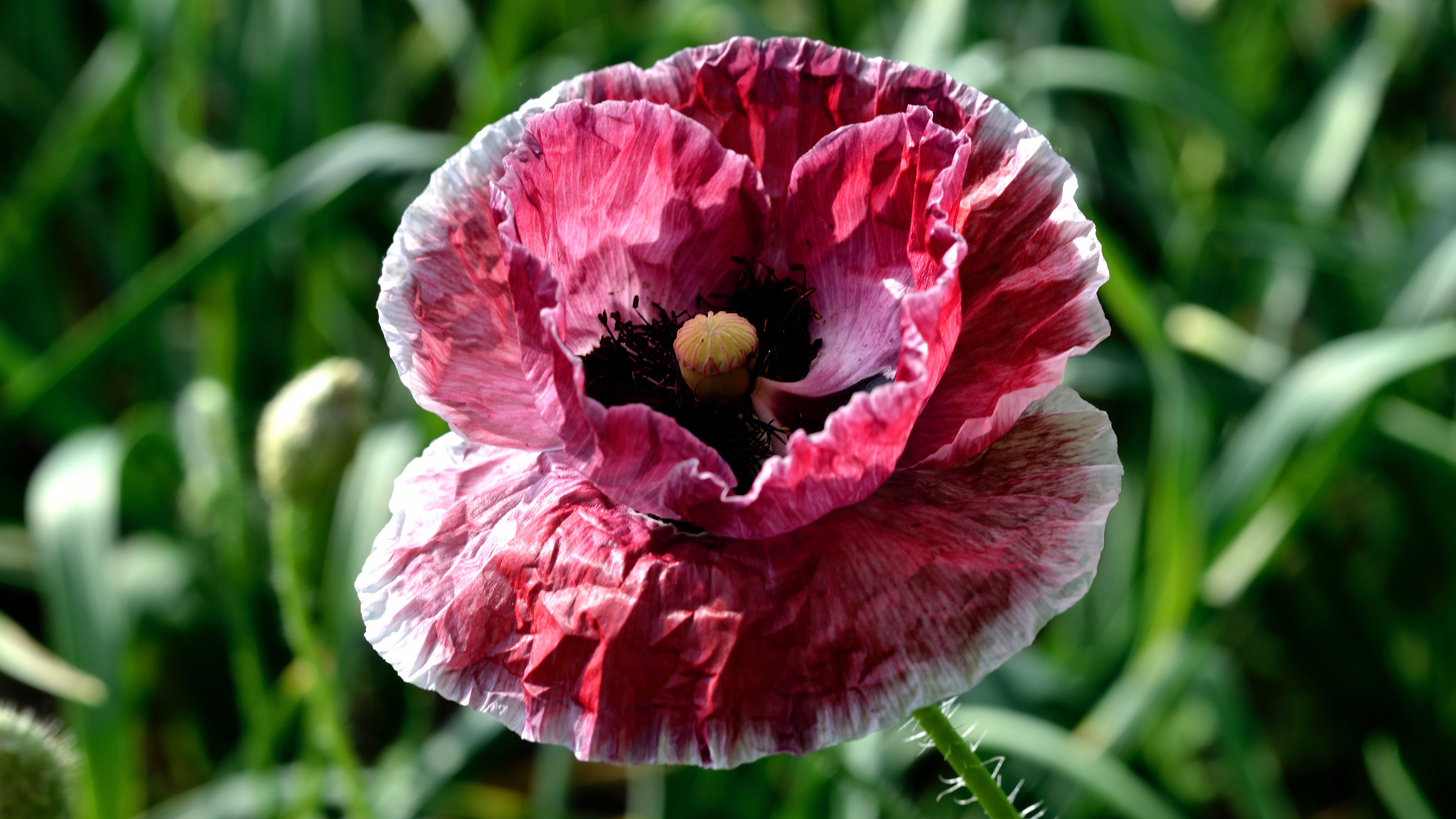 Handy-Wallpaper Blumen, Mohn, Blume, Makro, Erde/natur kostenlos herunterladen.