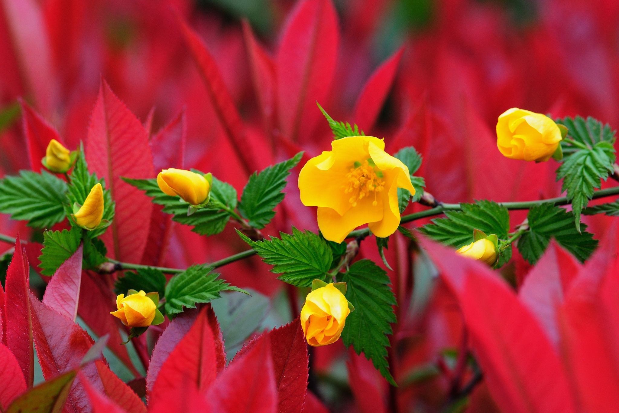 Descarga gratuita de fondo de pantalla para móvil de Flores, Flor, Tierra/naturaleza.