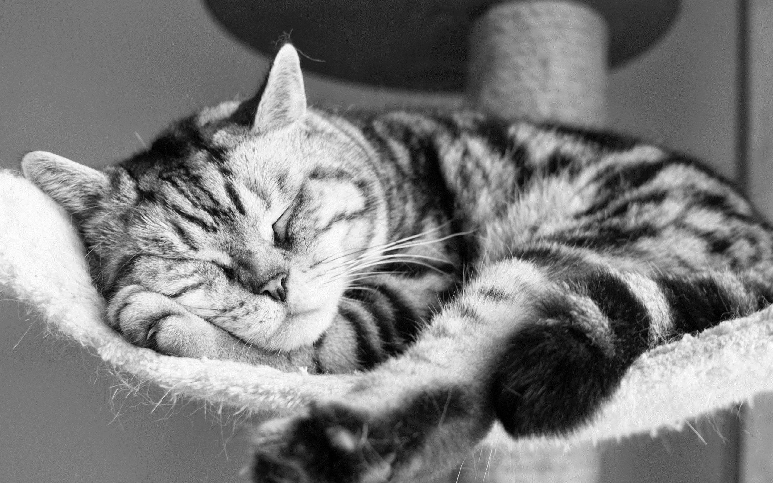 Cool Wallpapers animals, cat, to lie down, lie, striped, bw, chb, sleep, dream