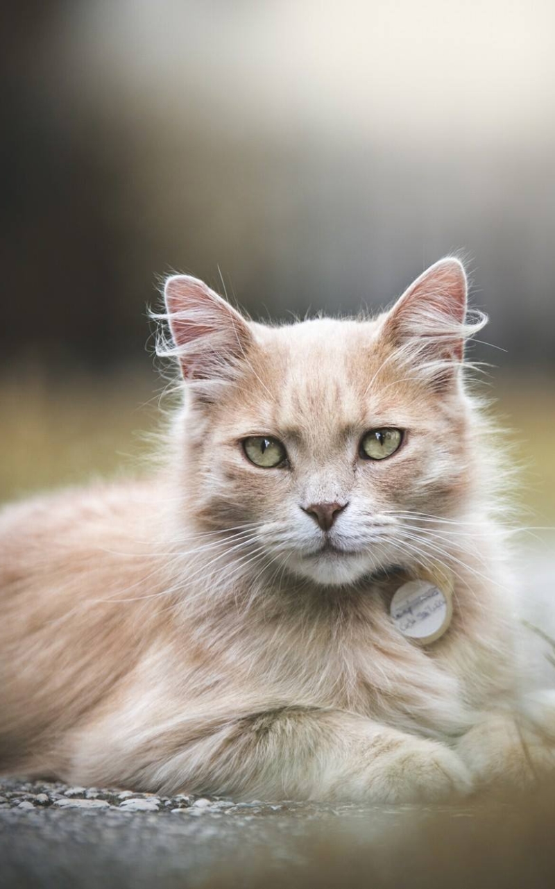 無料モバイル壁紙動物, ネコ, 猫, 被写界深度をダウンロードします。