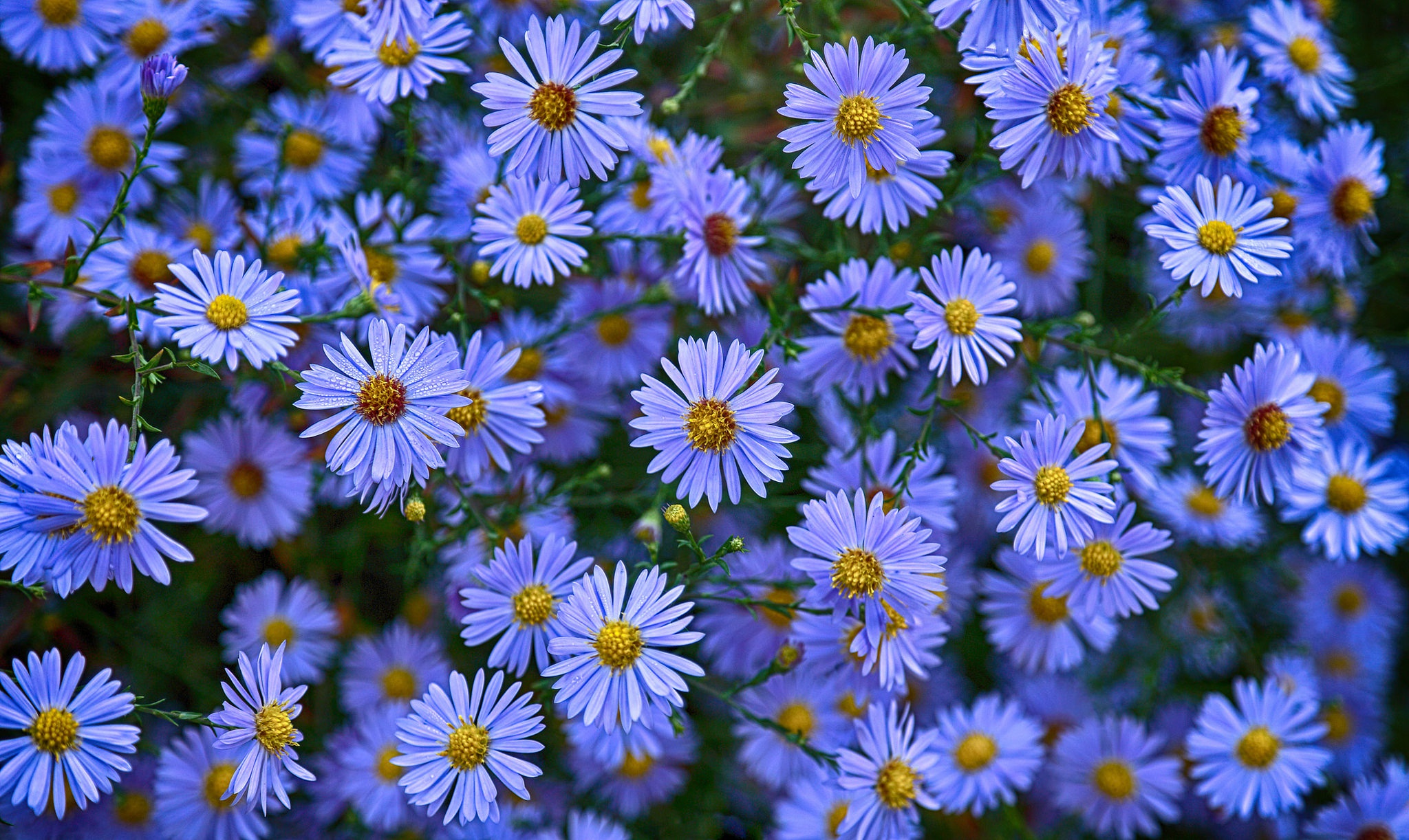 Baixar papel de parede para celular de Natureza, Flores, Flor, Margarida, Terra/natureza, Flor Azul gratuito.