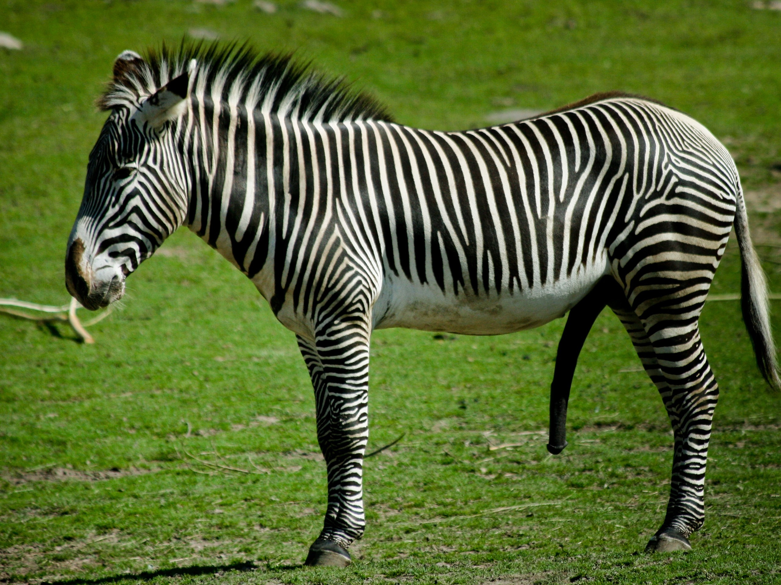 animals, grass, zebra, striped, to stand, stand