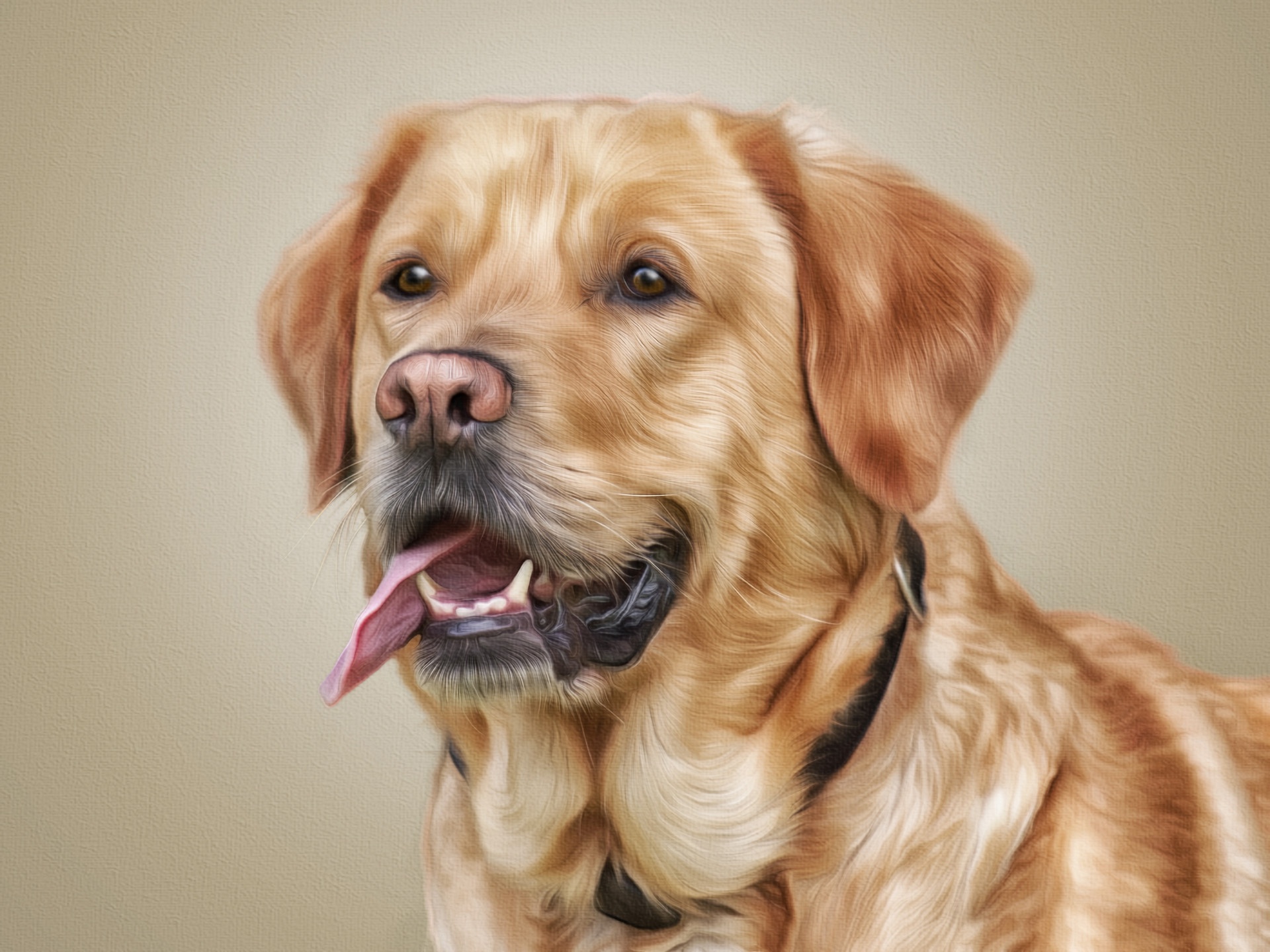 Handy-Wallpaper Tiere, Hunde, Hund, Labrador Retriever kostenlos herunterladen.