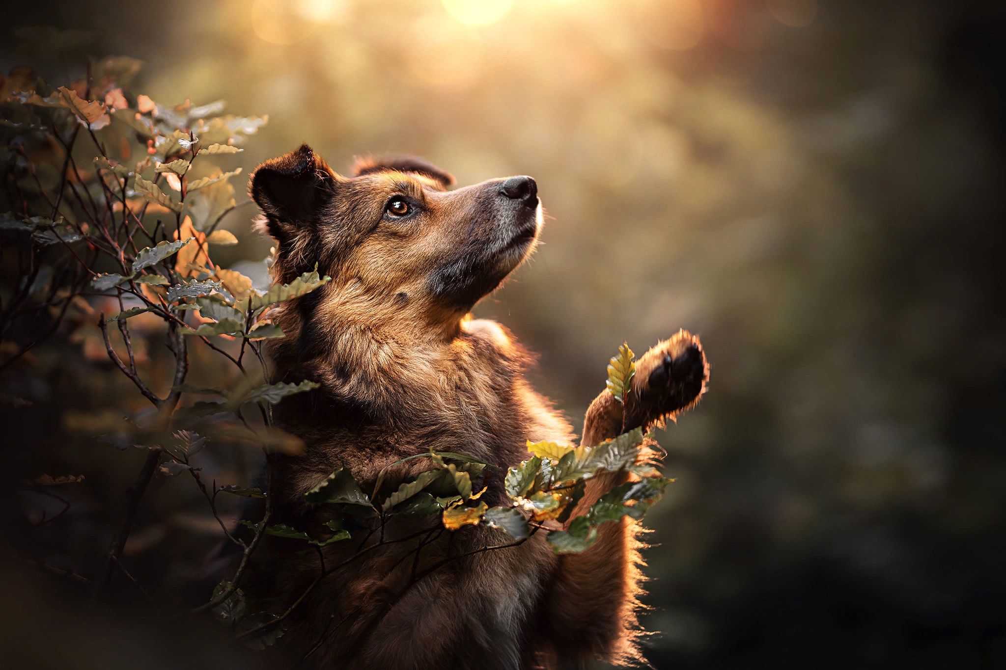 Handy-Wallpaper Hunde, Hund, Tiere kostenlos herunterladen.