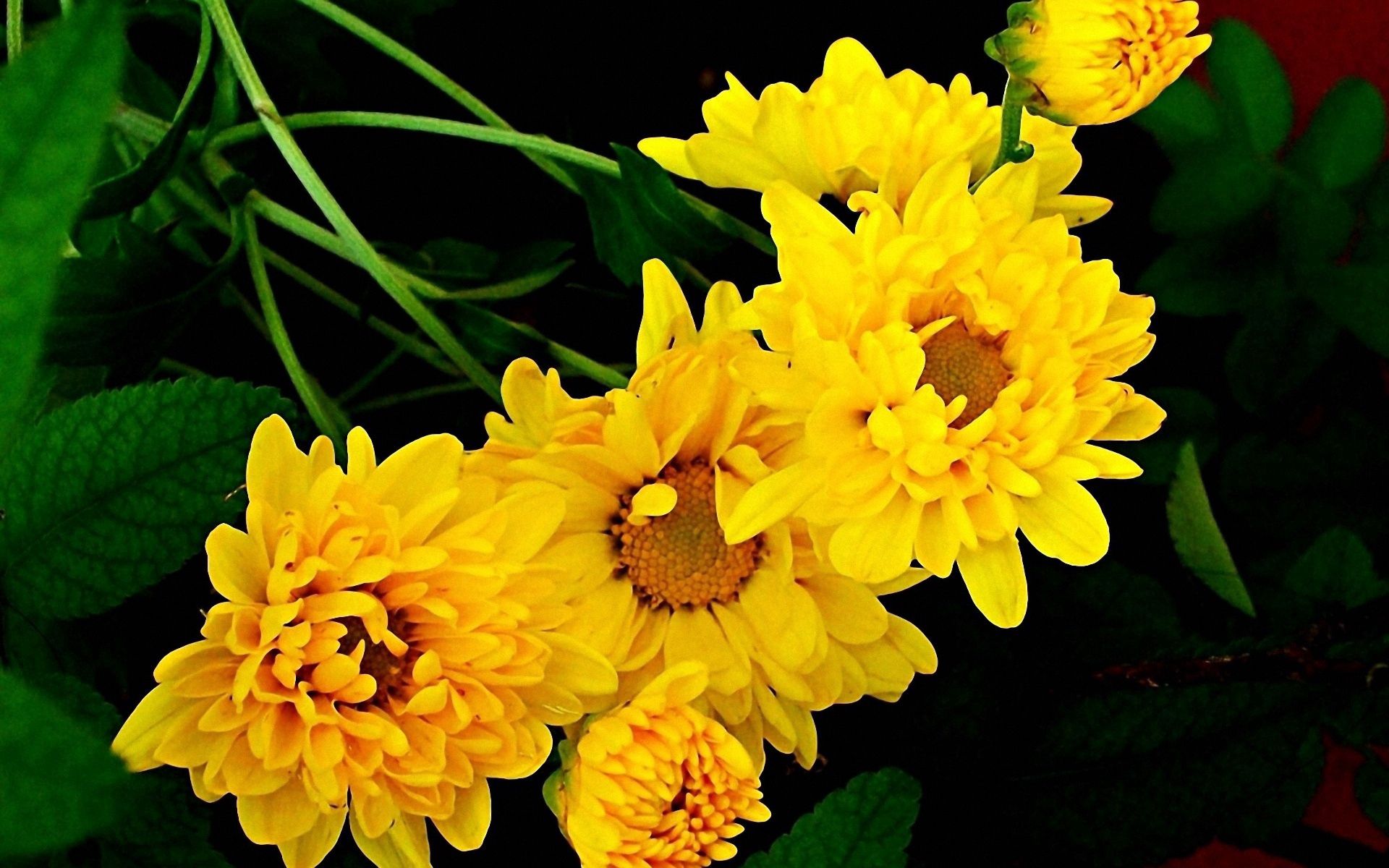Download mobile wallpaper Flowers, Greens, Chrysanthemum, Bouquet for free.