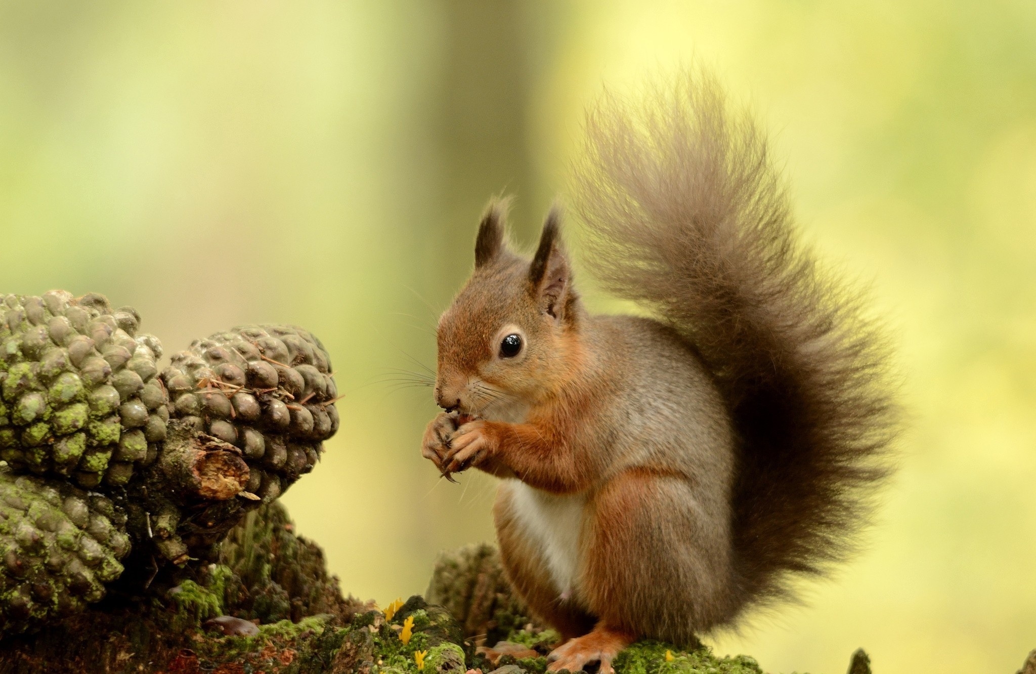 Free download wallpaper Fluffy, Tree, Tail, Squirrel, Wood, Animals on your PC desktop
