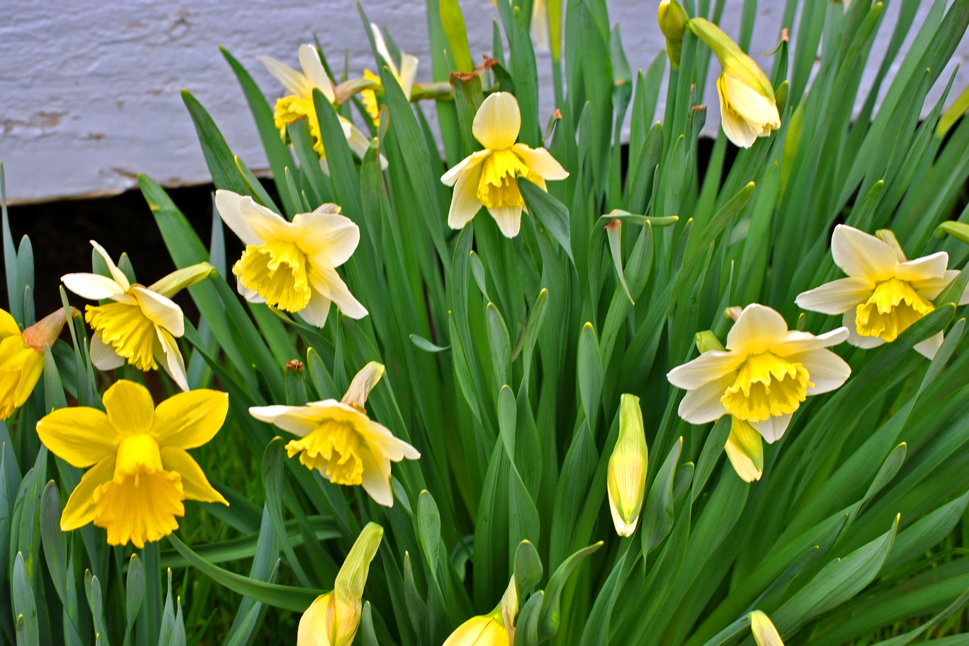 flowers, narcissussi, greens, flower bed, flowerbed, spring HD wallpaper