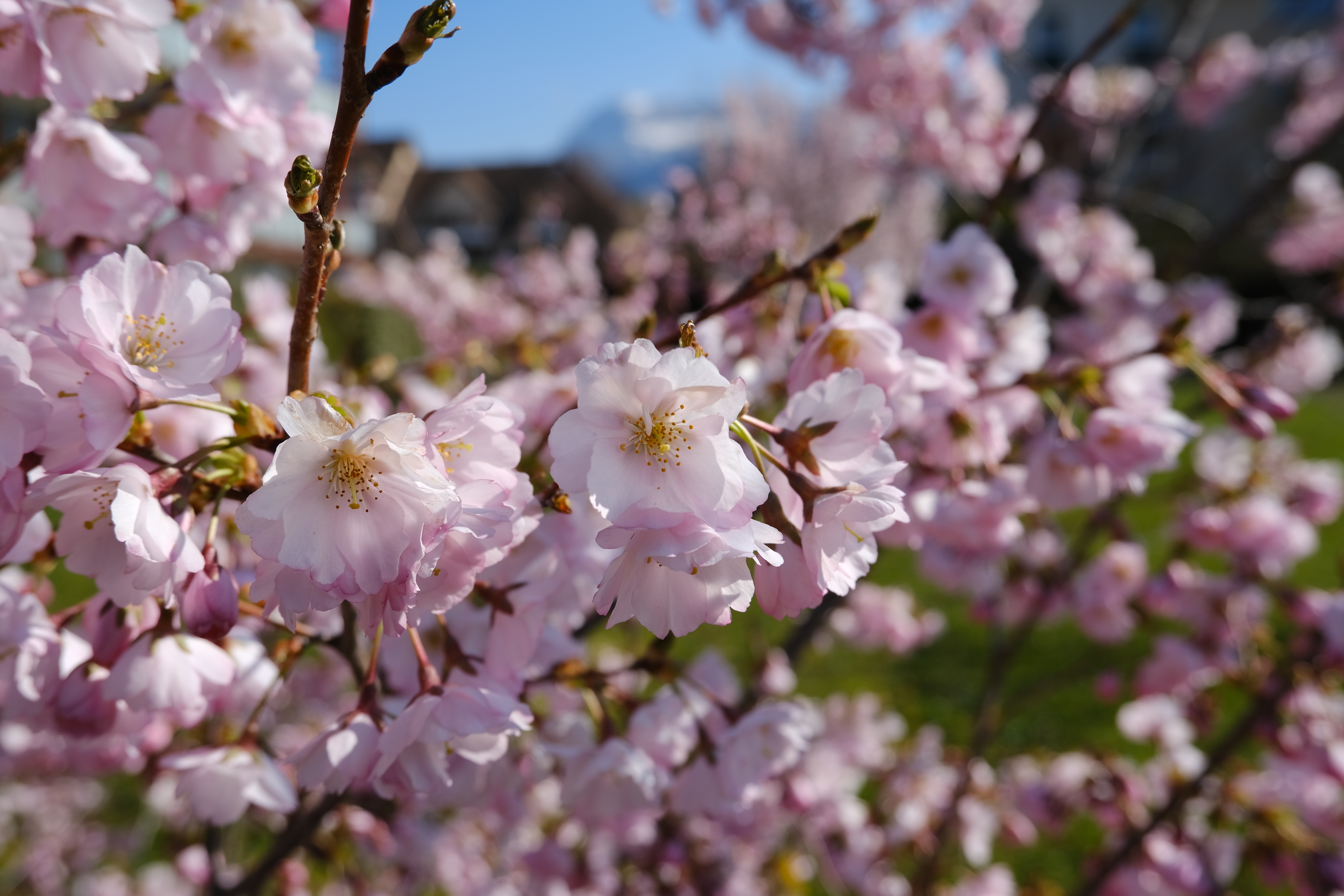 Handy-Wallpaper Blütenblätter, Geäst, Zweige, Makro, Blumen, Sakura, Frühling kostenlos herunterladen.