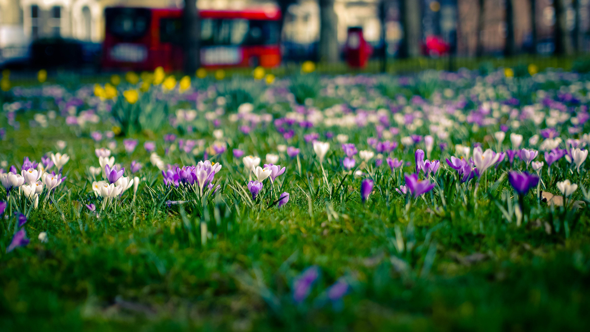 Handy-Wallpaper Blumen, Blume, Krokus, Erde/natur kostenlos herunterladen.