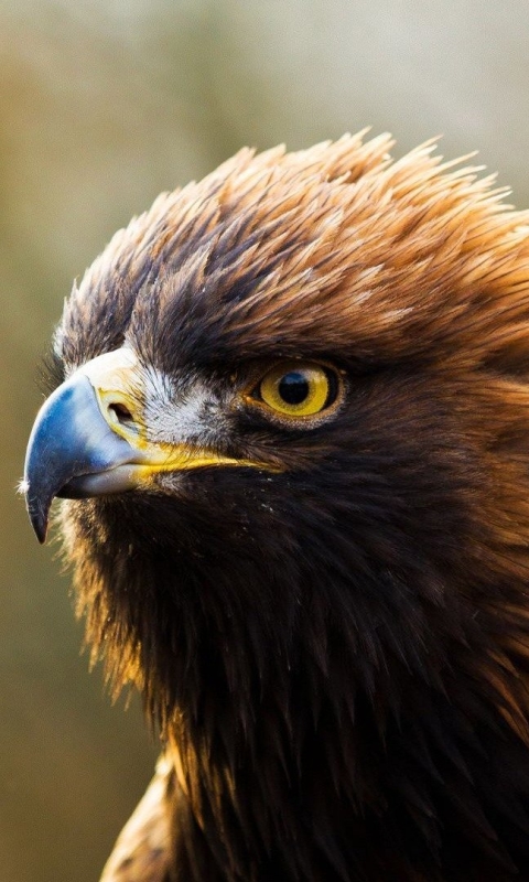 Téléchargez des papiers peints mobile Animaux, Oiseau, Fermer, Aigle, Des Oiseaux gratuitement.