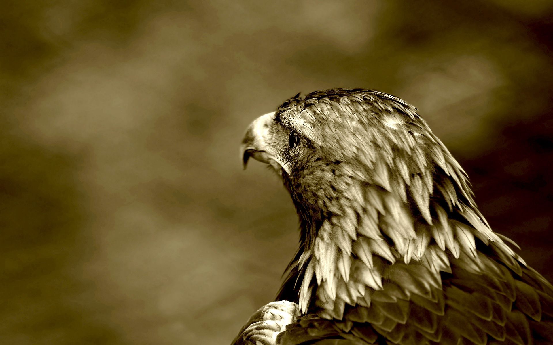 Laden Sie das Raubtierblick, Raubtier Look, Tiere, Vogel, Adler-Bild kostenlos auf Ihren PC-Desktop herunter