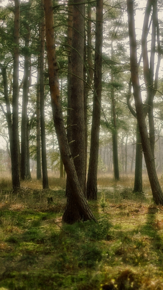 Скачать картинку Лес, Дерево, Сосна, Земля/природа в телефон бесплатно.