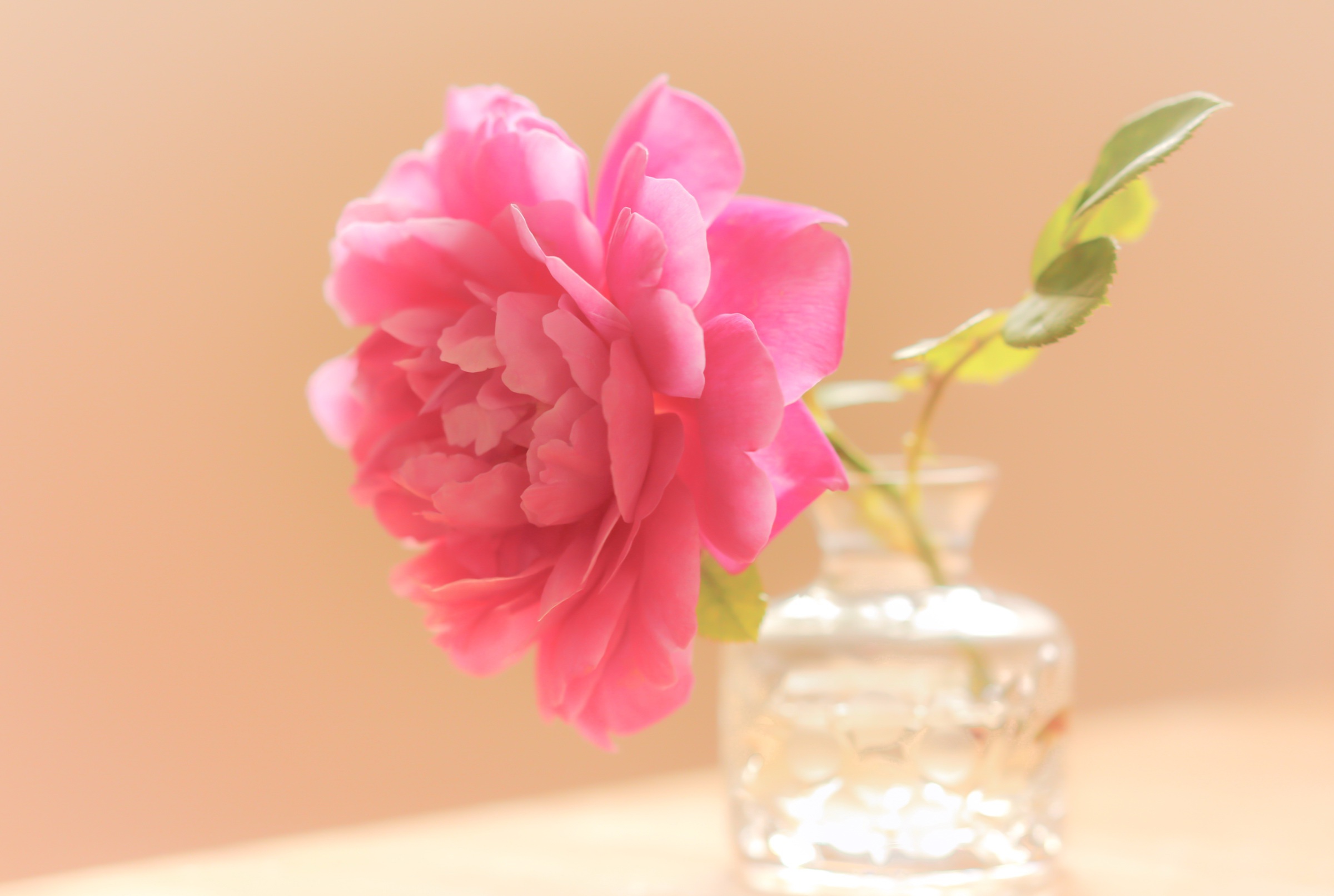 Завантажити шпалери безкоштовно Квітка, Роза, Ваза, Створено Людиною картинка на робочий стіл ПК