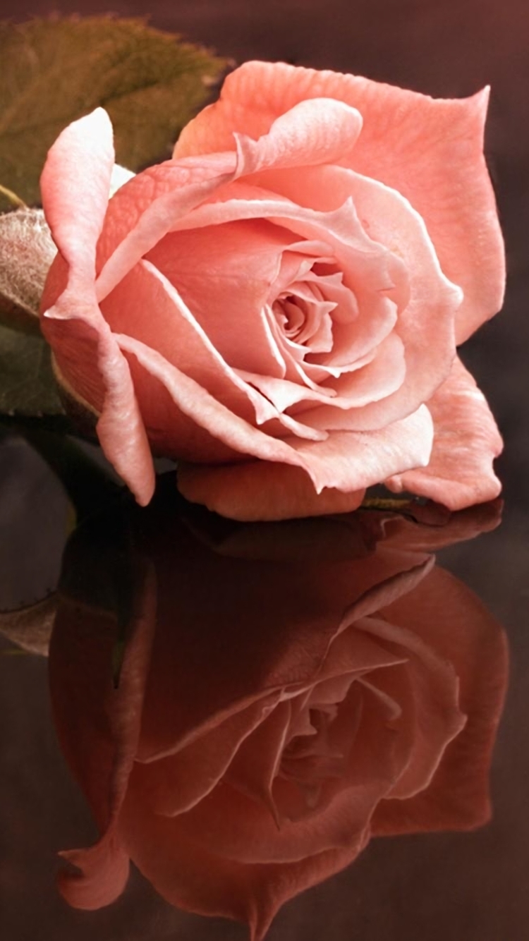 Скачати мобільні шпалери Квітка, Роза, Земля, Стебло, Рефлексія, Рожева Квітка, Рожева Троянда, Флауерзи безкоштовно.